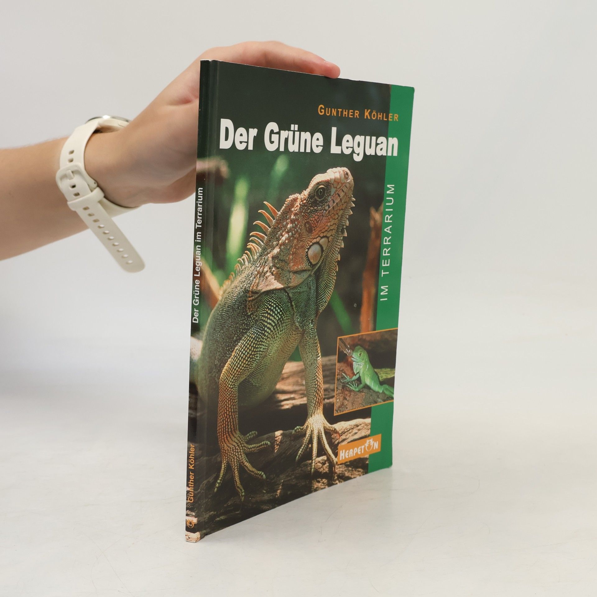 Der grüne Leguan im Terrarium
