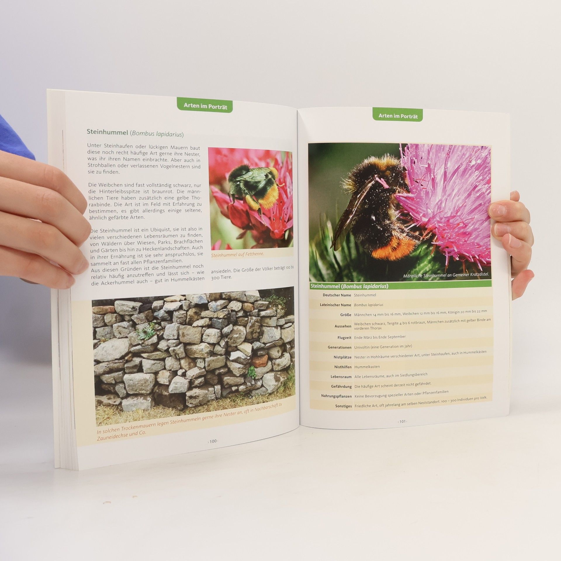Eric Fischer Nisthilfen für Wildbienen, Hummeln & Co.