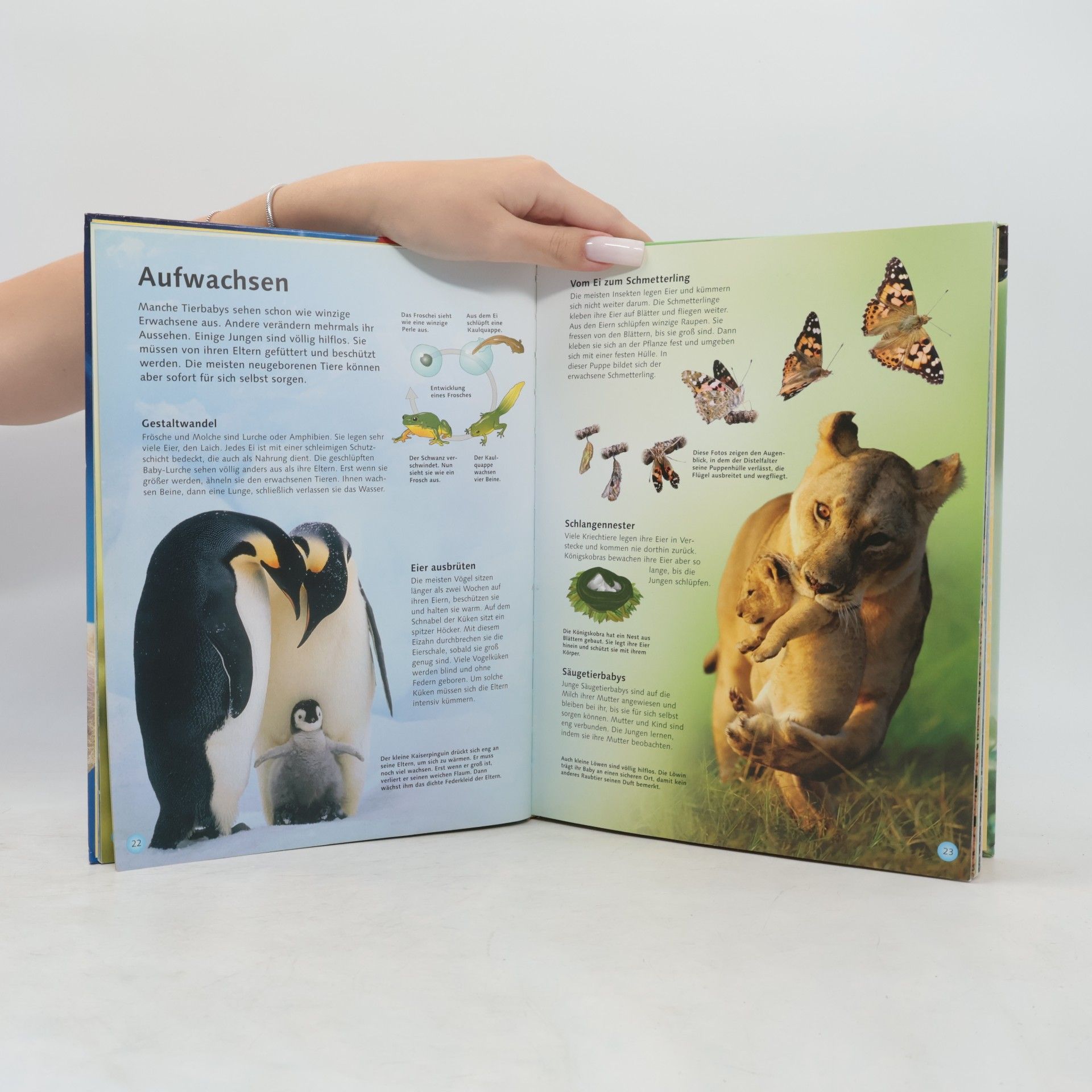 Autorenkollektiv Die große Welt der Tiere