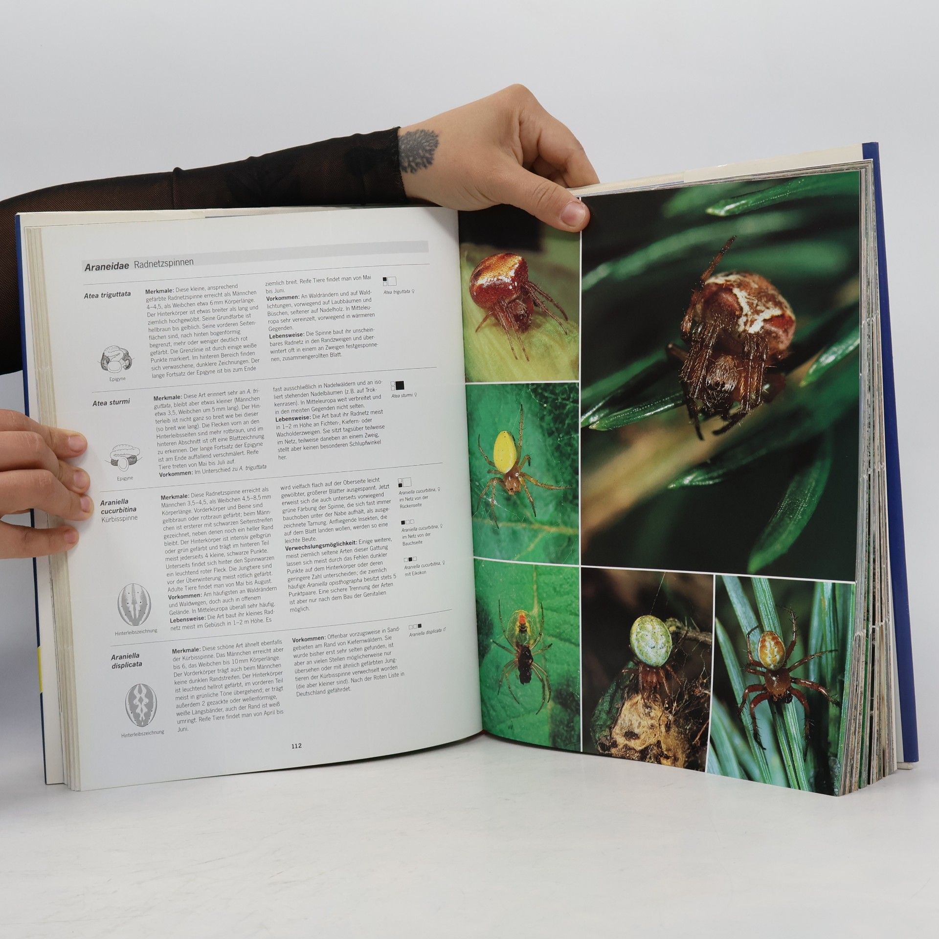 Heiko Bellmann Kosmos-Atlas Spinnentiere Europas