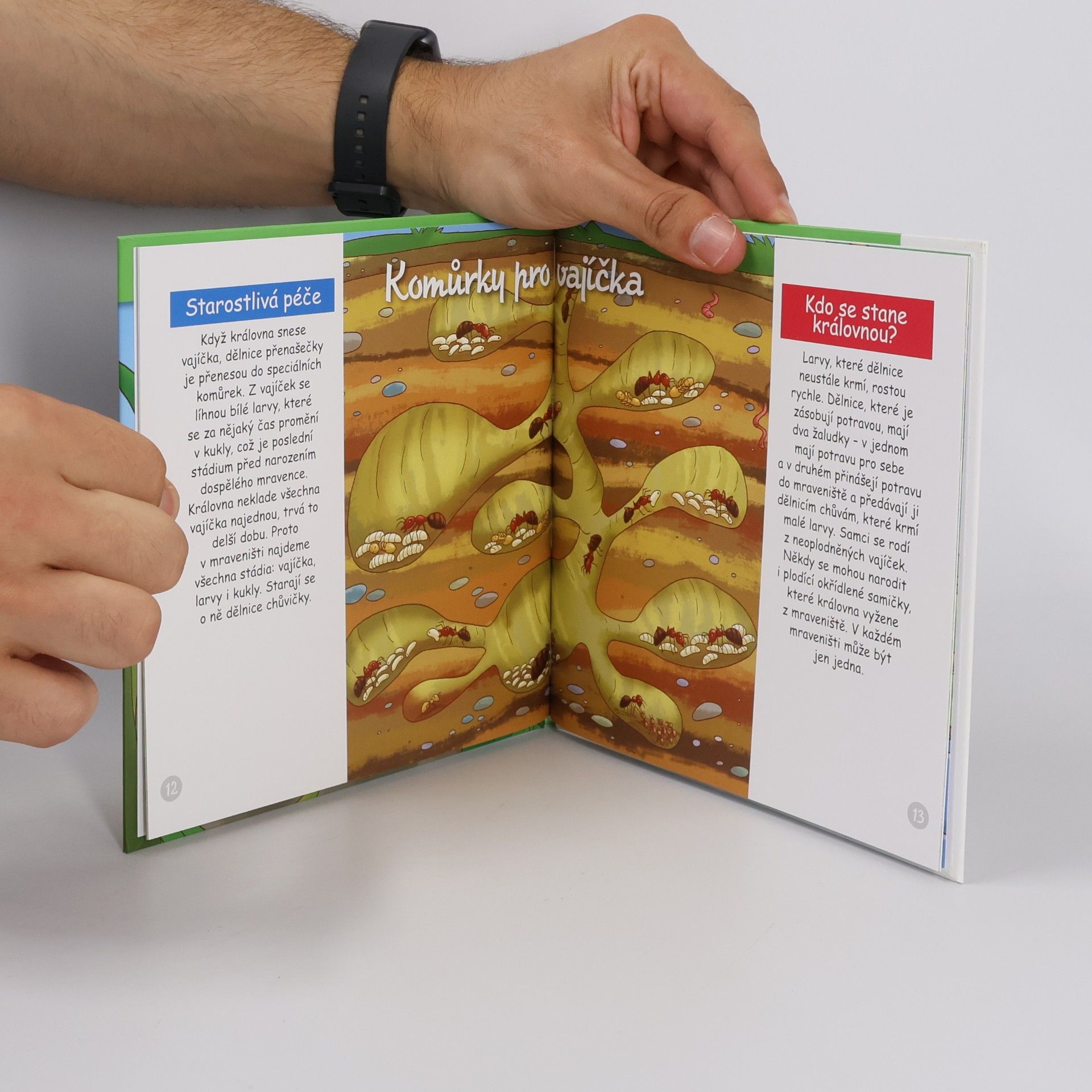Autorenkollektiv Bydlím v lese 30. Mravenci