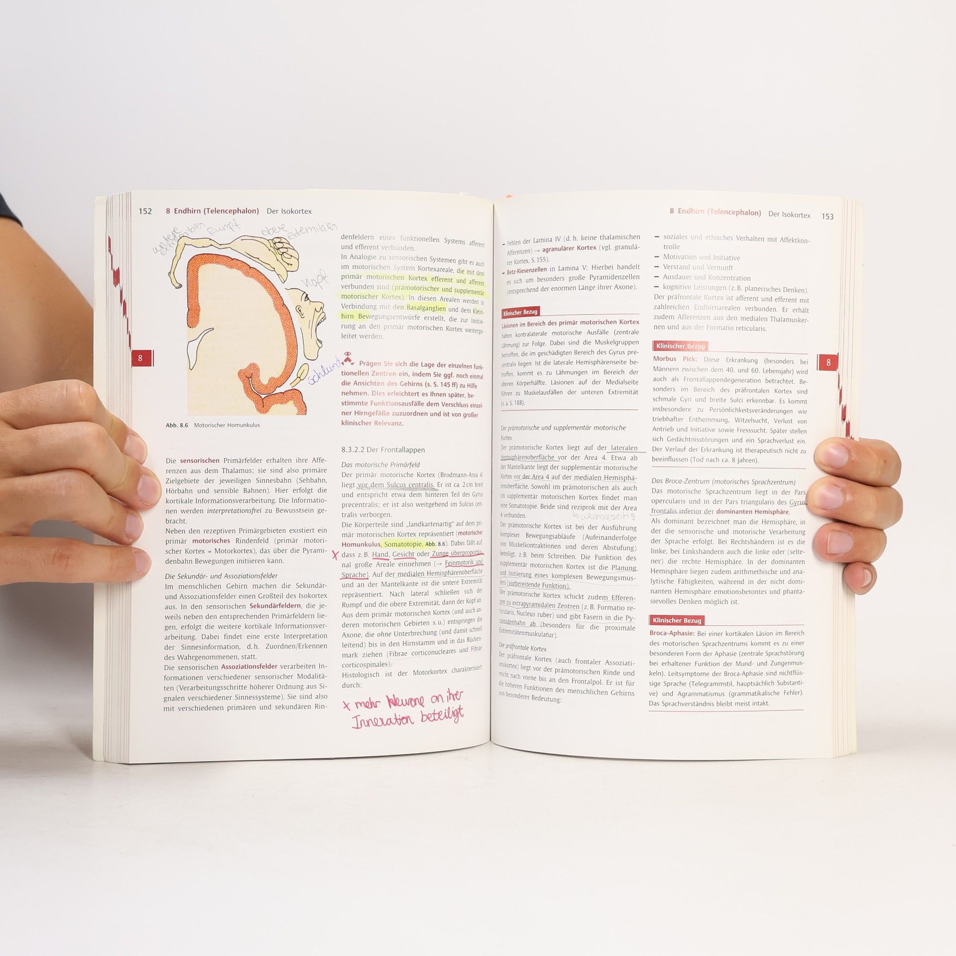 Norbert Ulfig Kurzlehrbuch Neuroanatomie