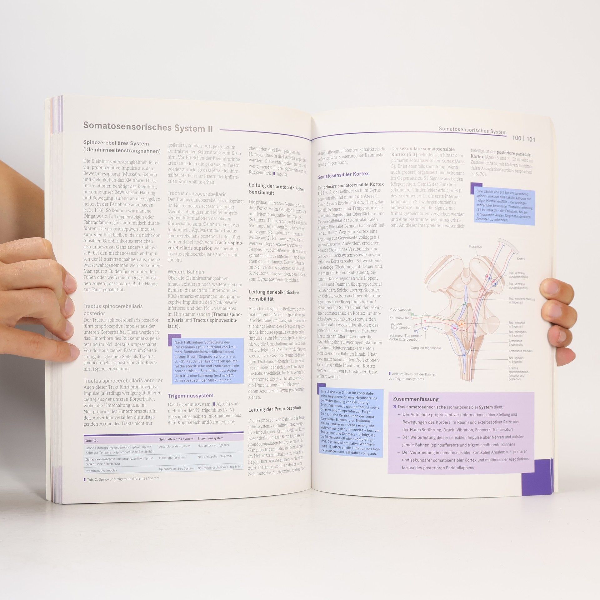 Natalie Garzorz Stark Basics Neuroanatomie