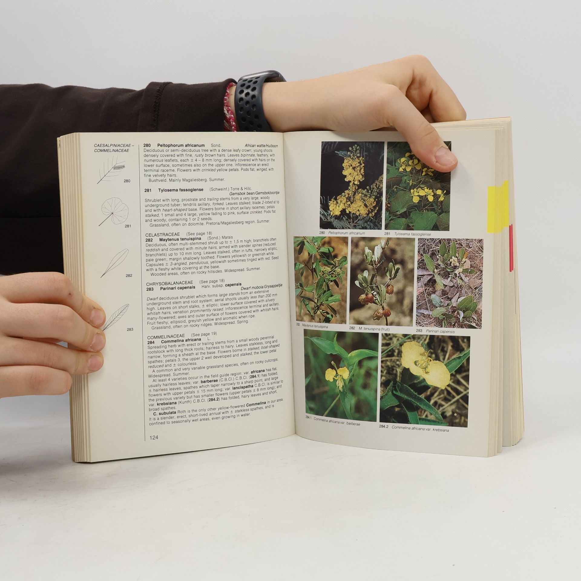 Anne Van Wyk Field Guide to the Wild Flowers of the Witwatersrand & Pretoria Region
