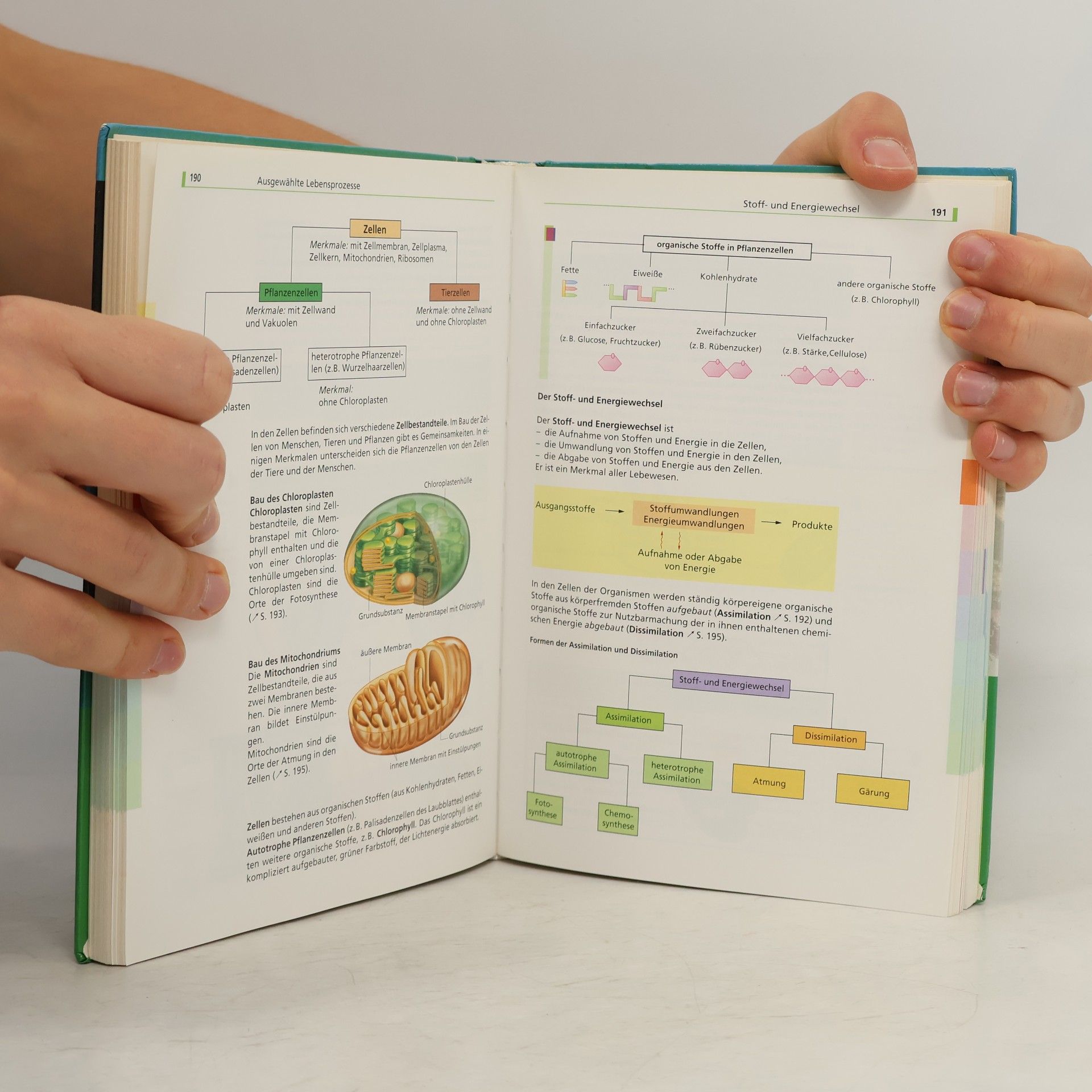 Annelore Bilsing Biologie