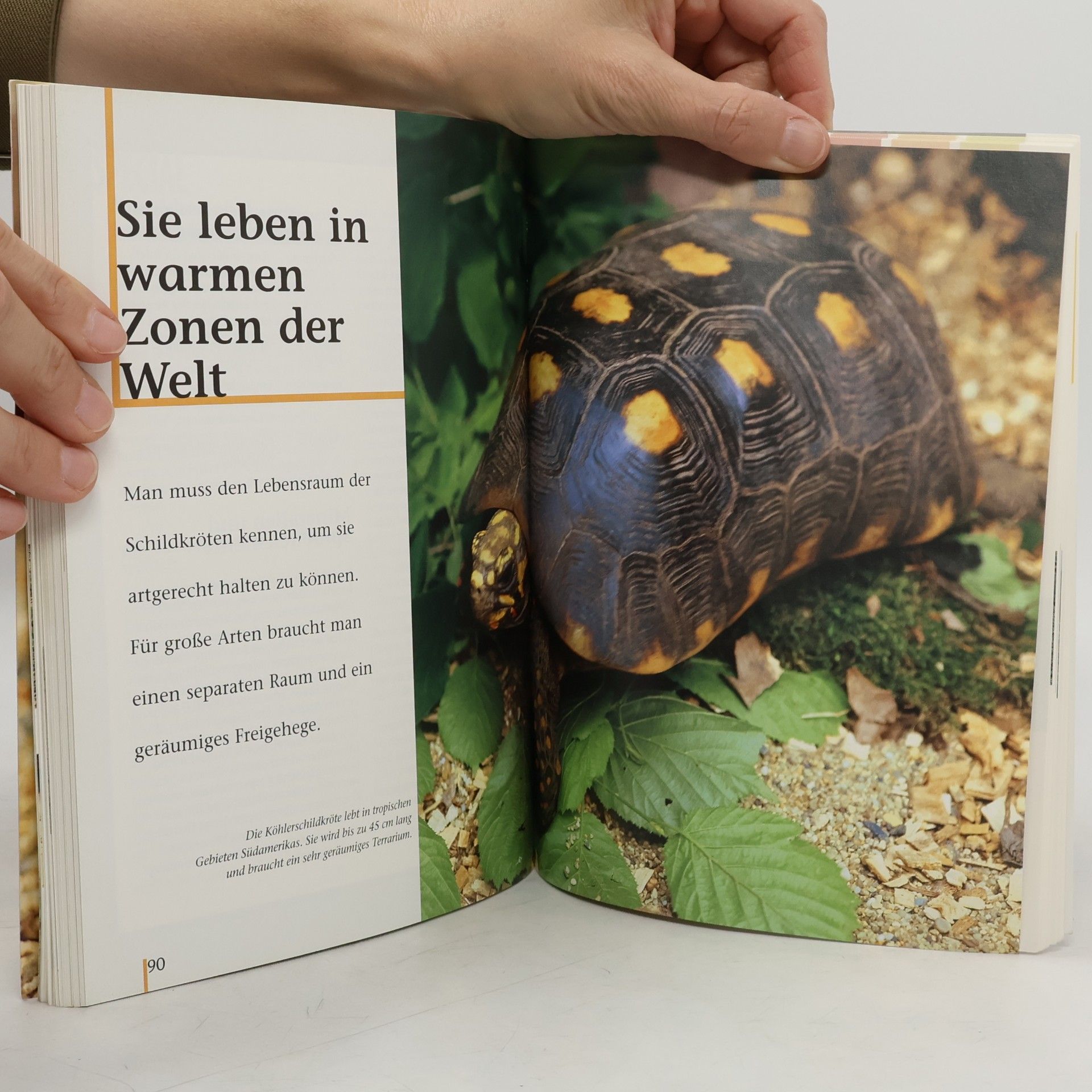 Hans-Werner Ullrich Landschildkröten