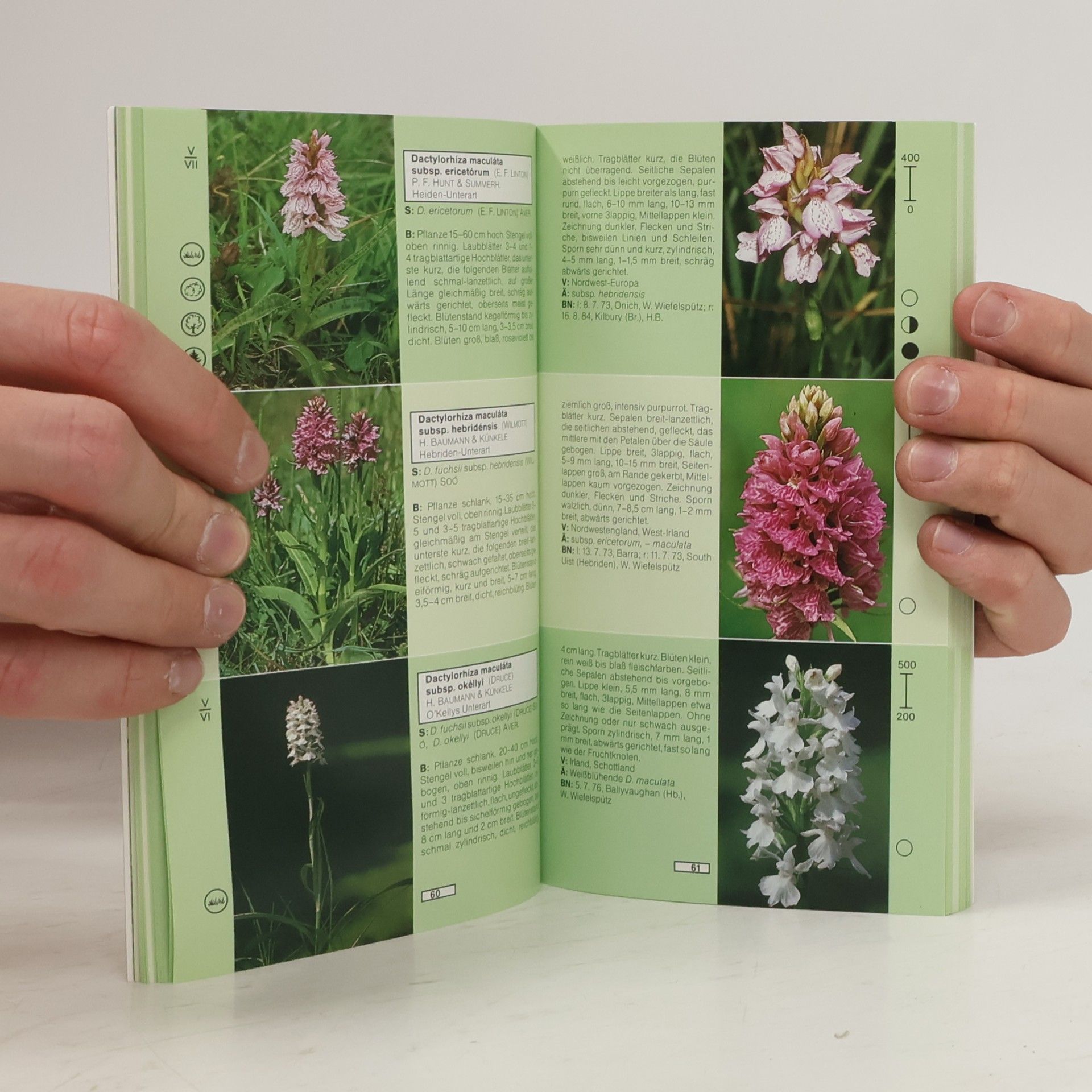 Helmut Baumann Die Orchideen Europas