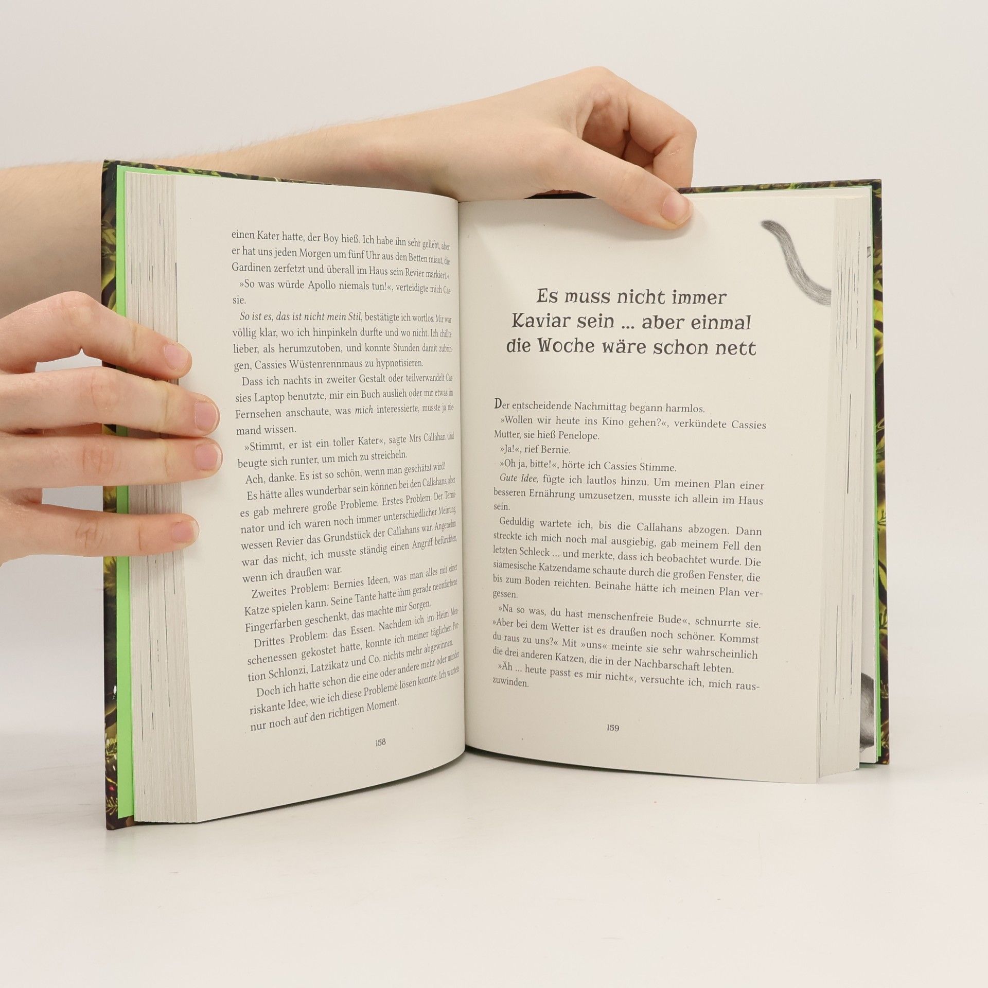 Katja Brandis Woodwalkers & Friends. Wilder Kater, weite Welt