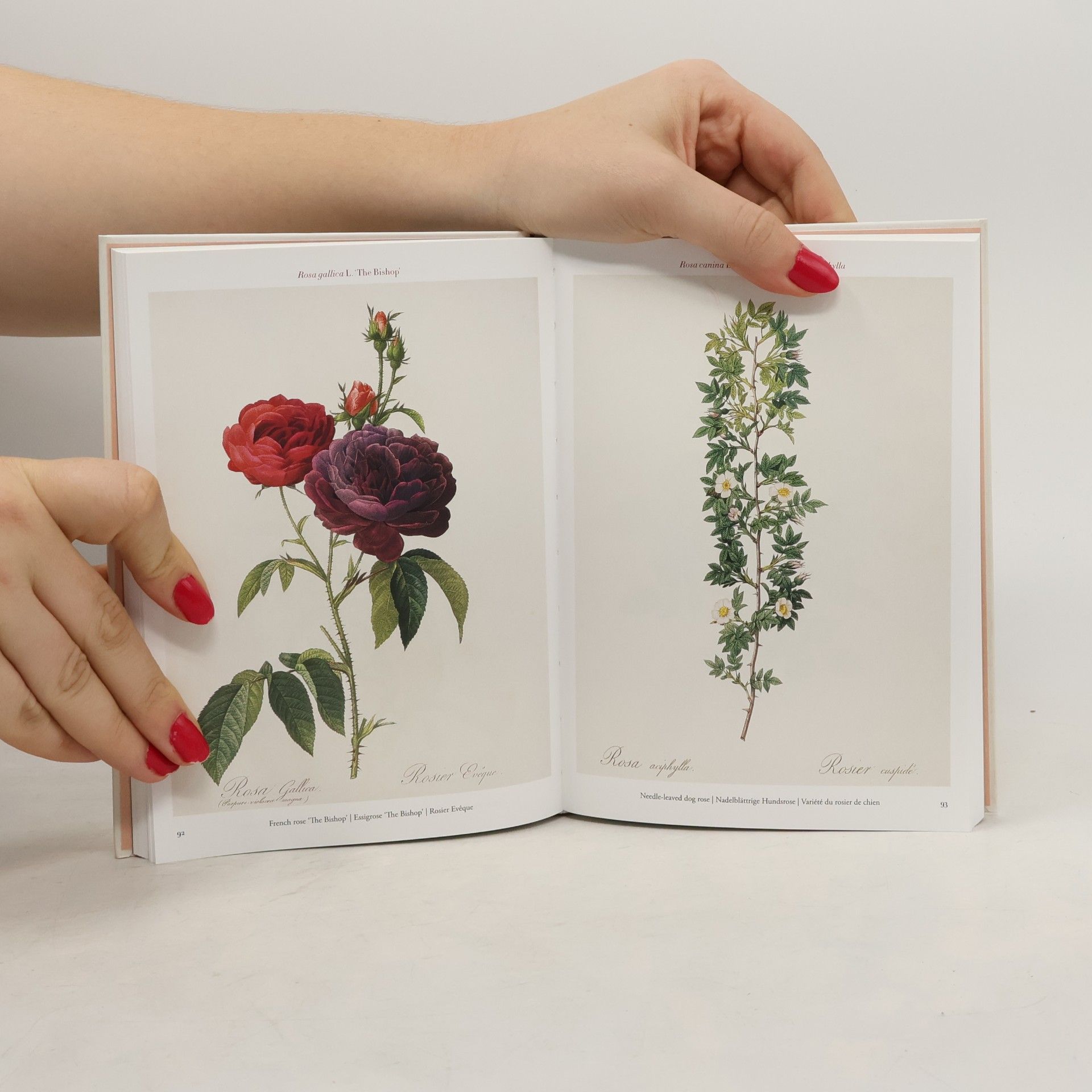 Hans Walter Lack Redouté. Roses