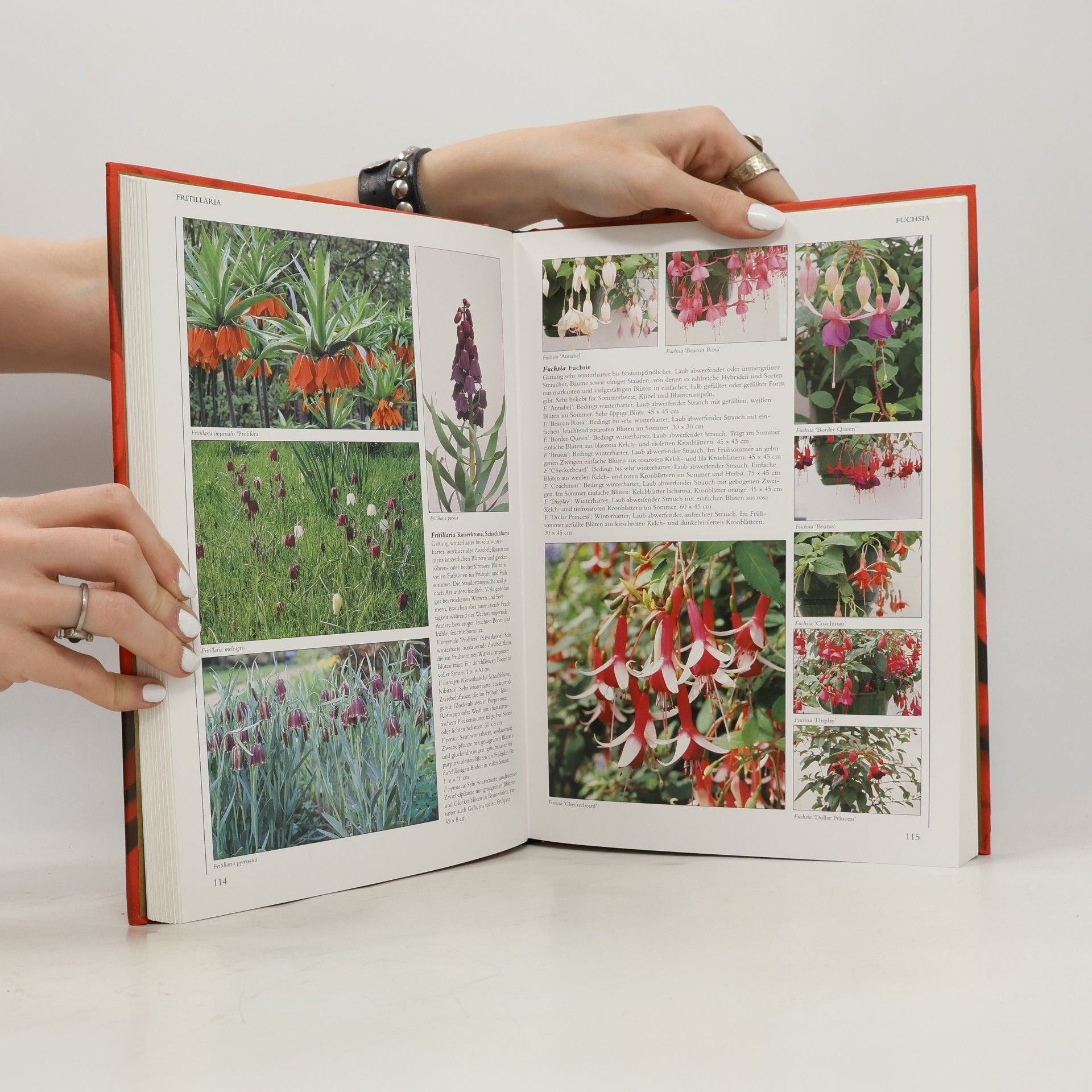 Lance Hattatt 1000 Gartenpflanzen von A bis Z