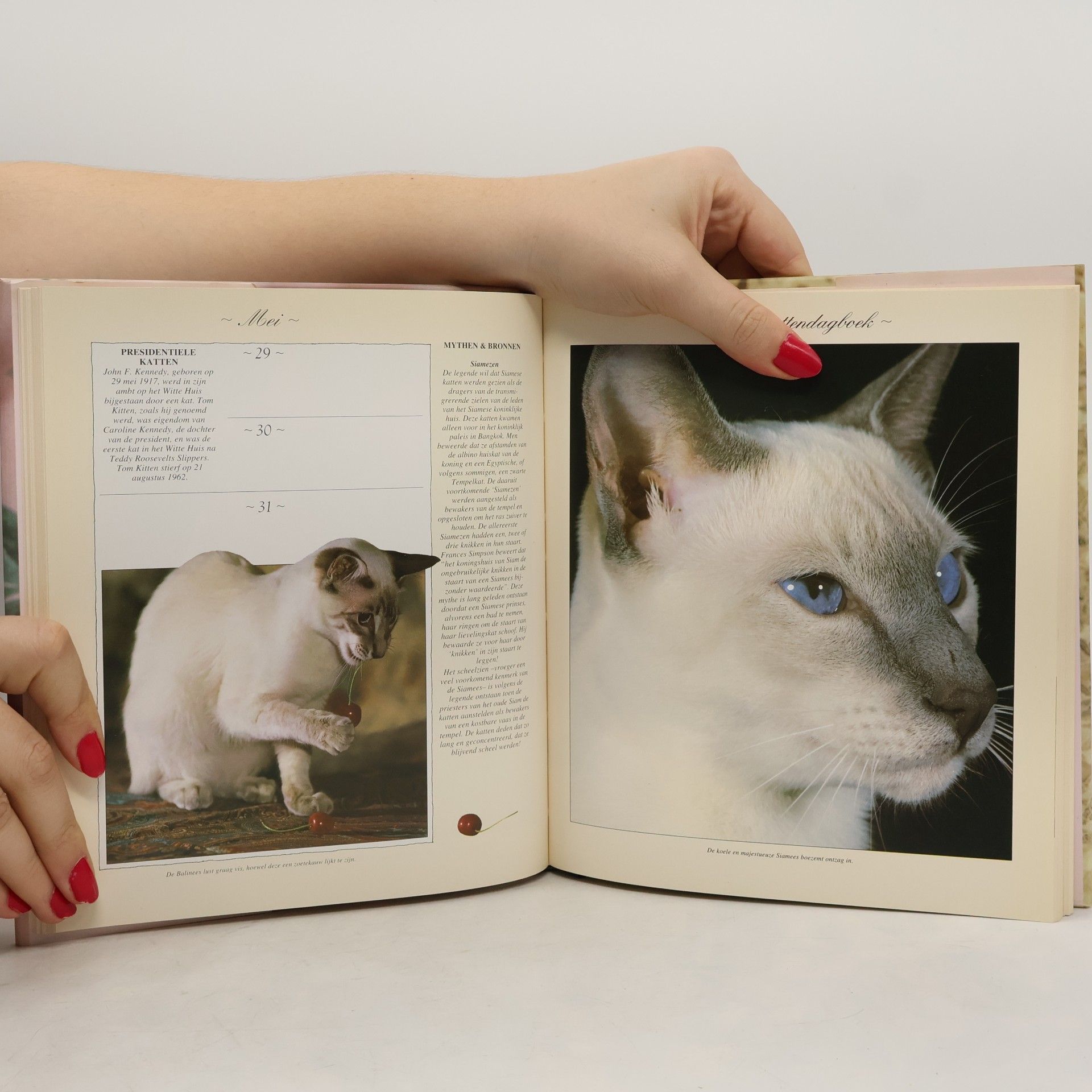 Joan Moore Het Kattendagboek