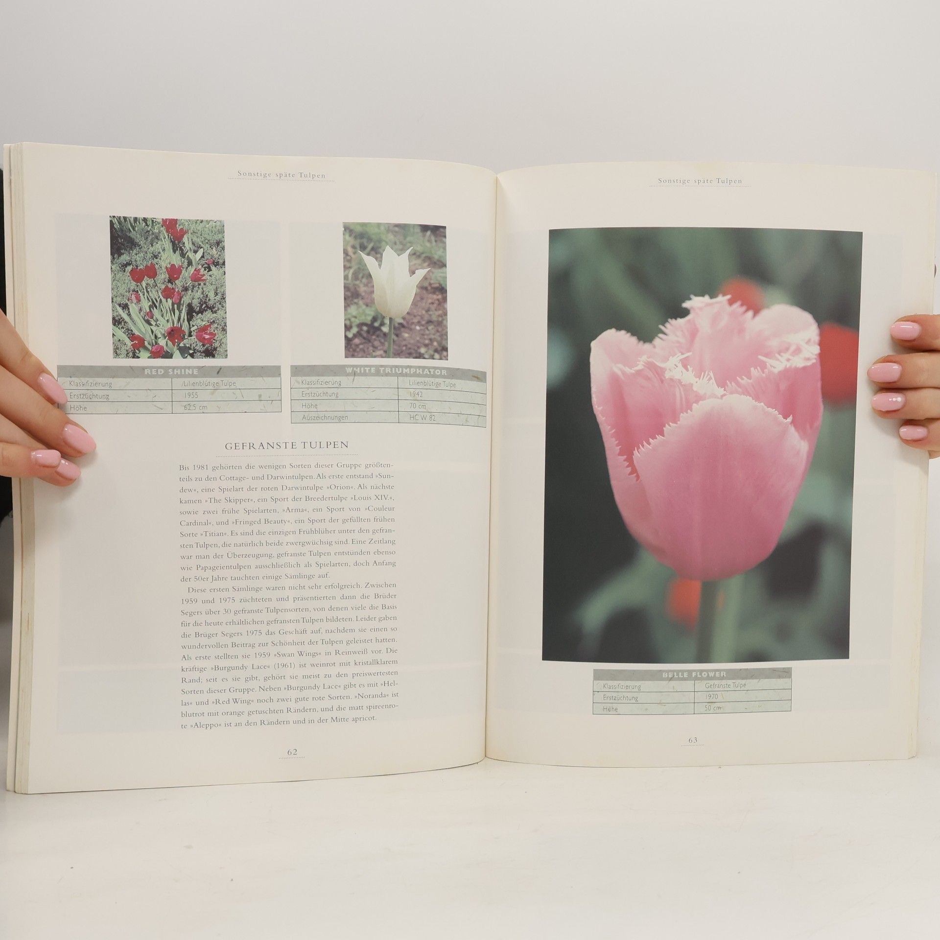 Stanley Killingback Tulpen