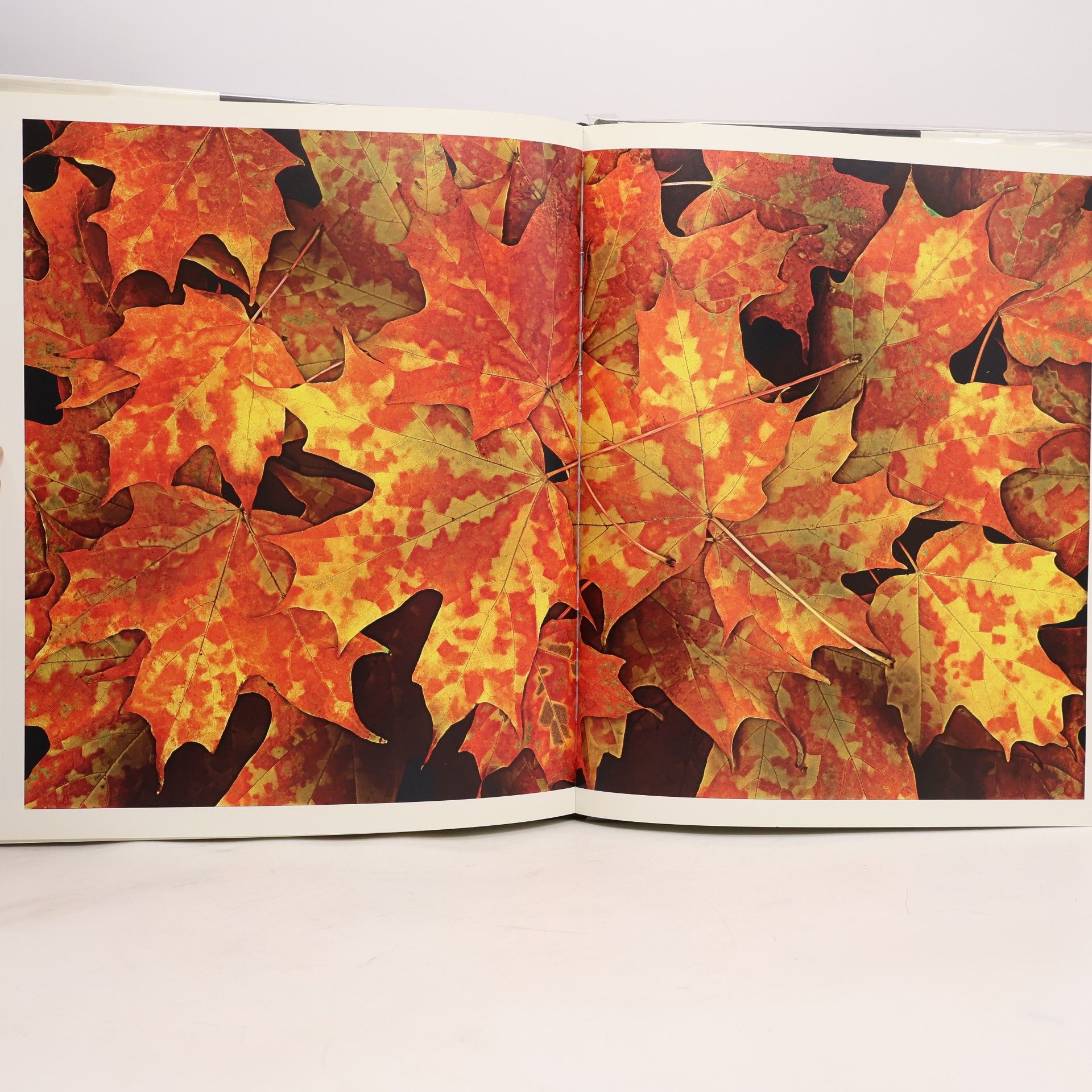 Harold Feinstein Foliage