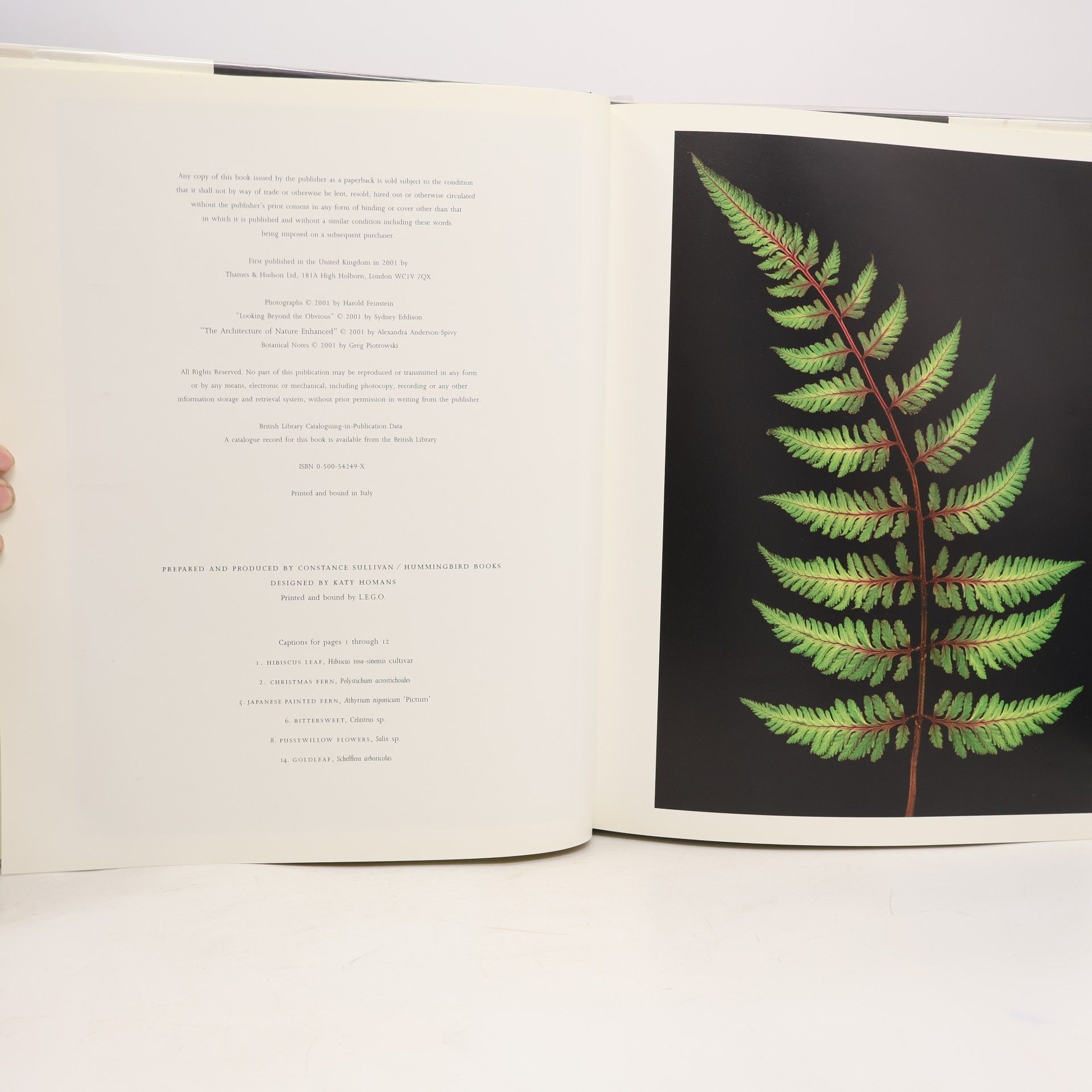Harold Feinstein Foliage