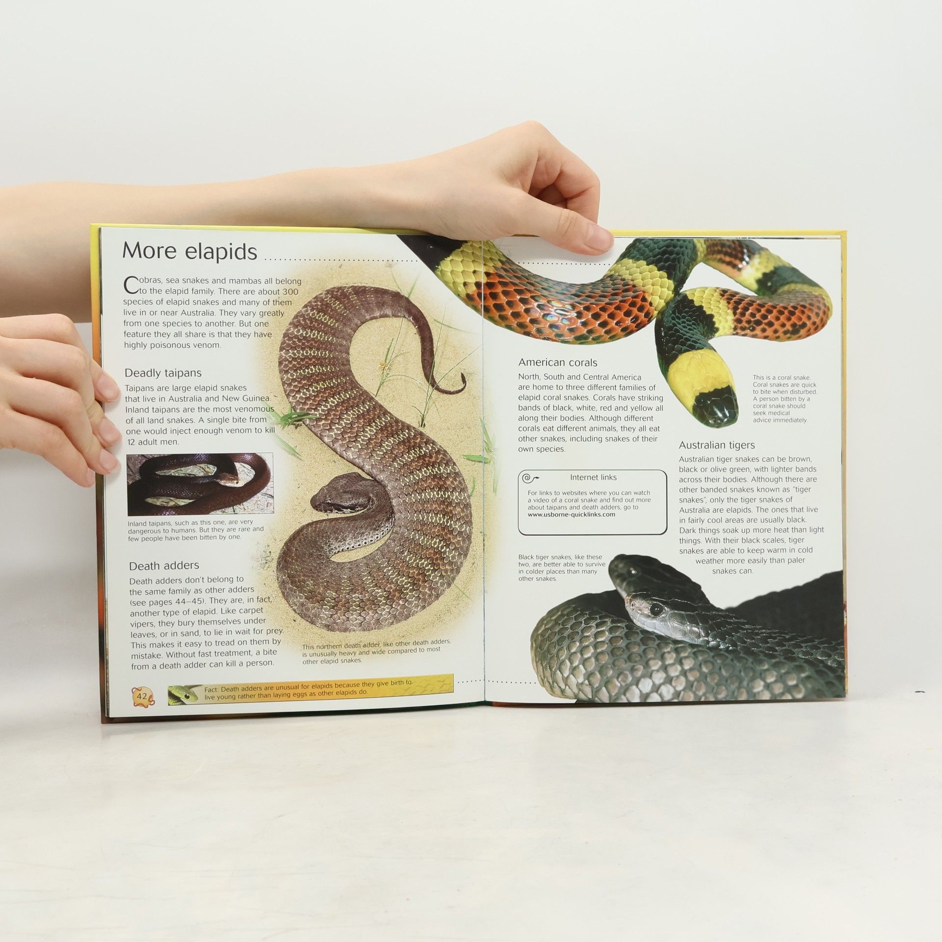 Rachel Firth Snakes