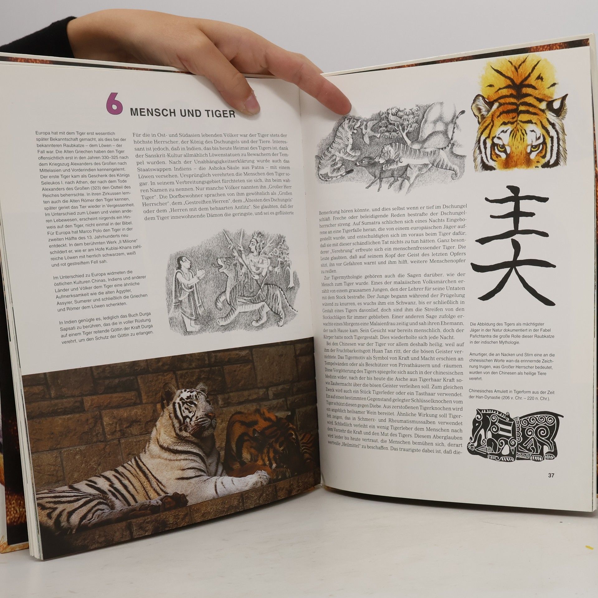 Zdeněk Veselovský Der Tiger
