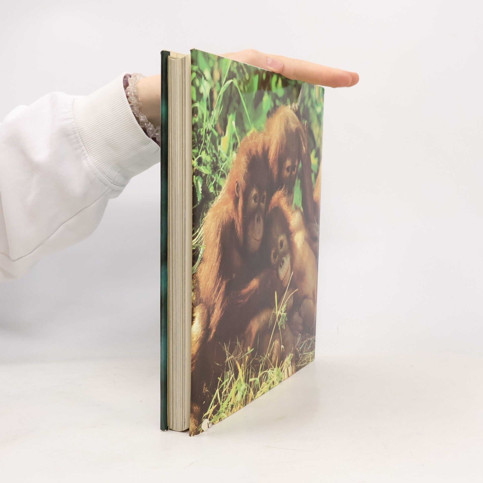 Brinsch ZOO fotografie