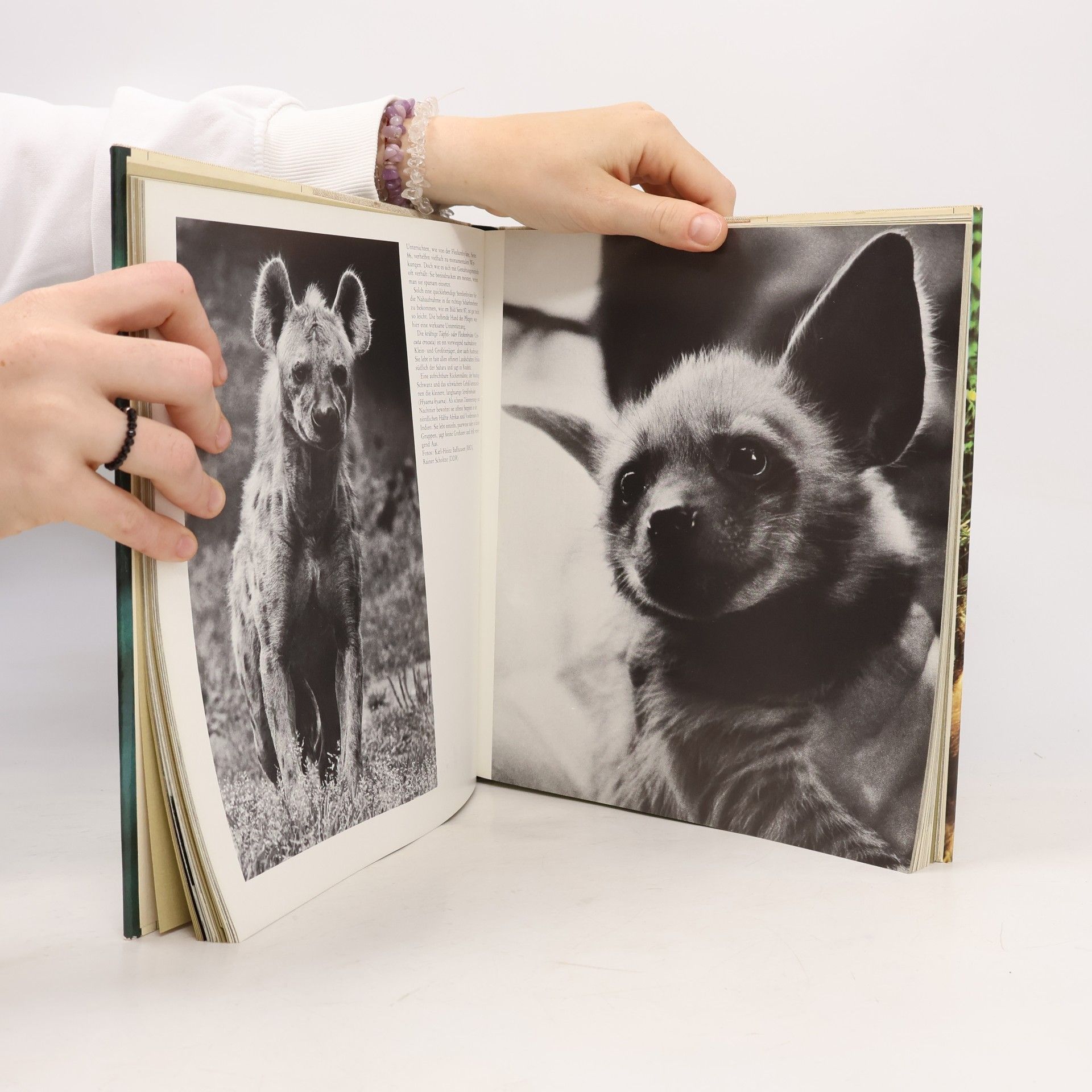 Brinsch ZOO fotografie