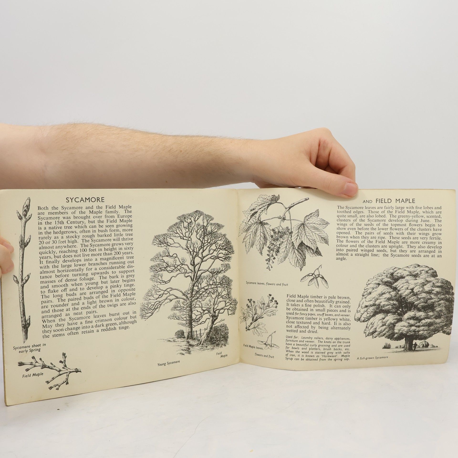 S. R. Badmin TREES IN BRITAIN