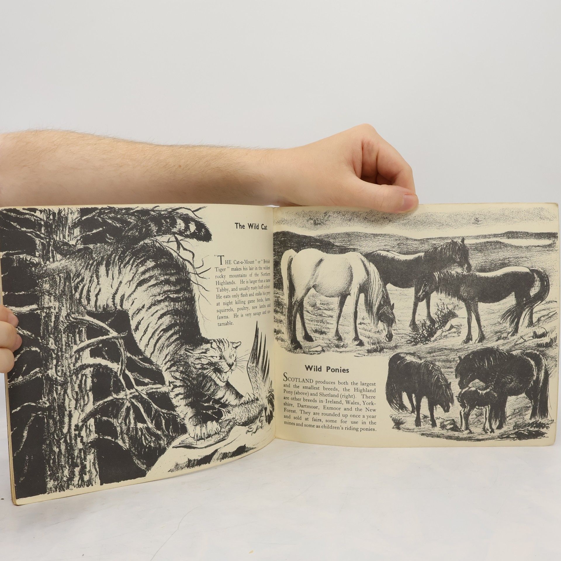 Arnrid Johnston Animals of the Countryside