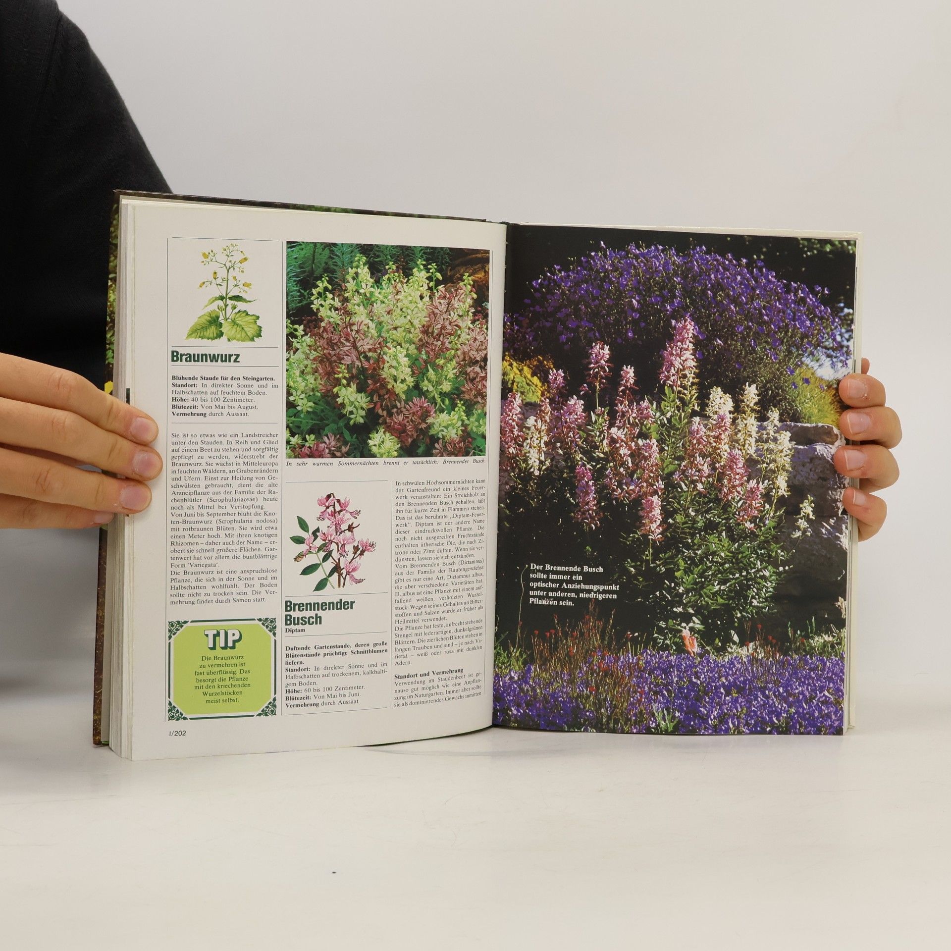 Kolektiv autorů Blumen & Garten 1. Das praktische Pflanzen-ABC
