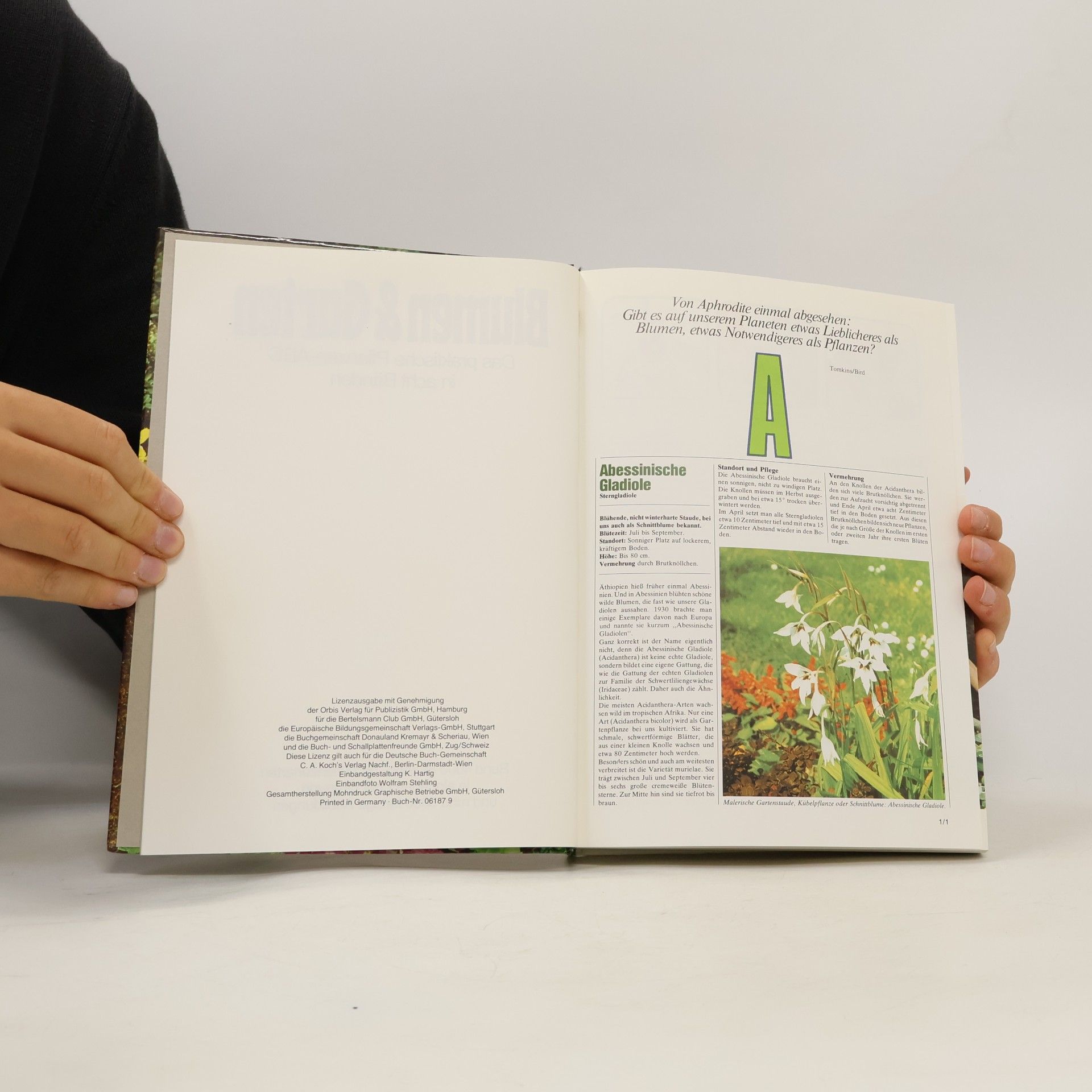 Kolektiv autorů Blumen & Garten 1. Das praktische Pflanzen-ABC
