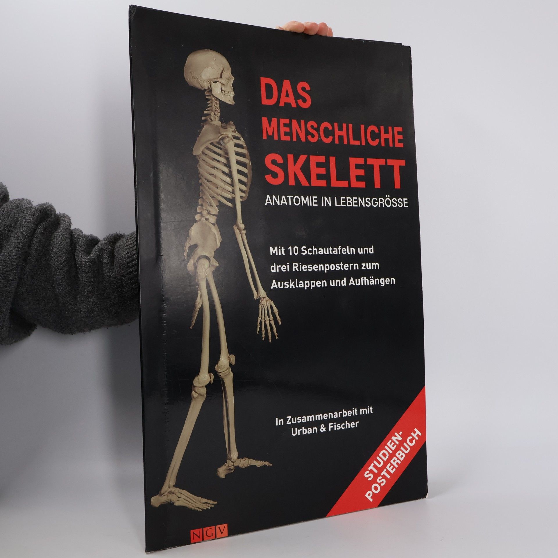 Roland Mühlbauer Das menschliche Skelett