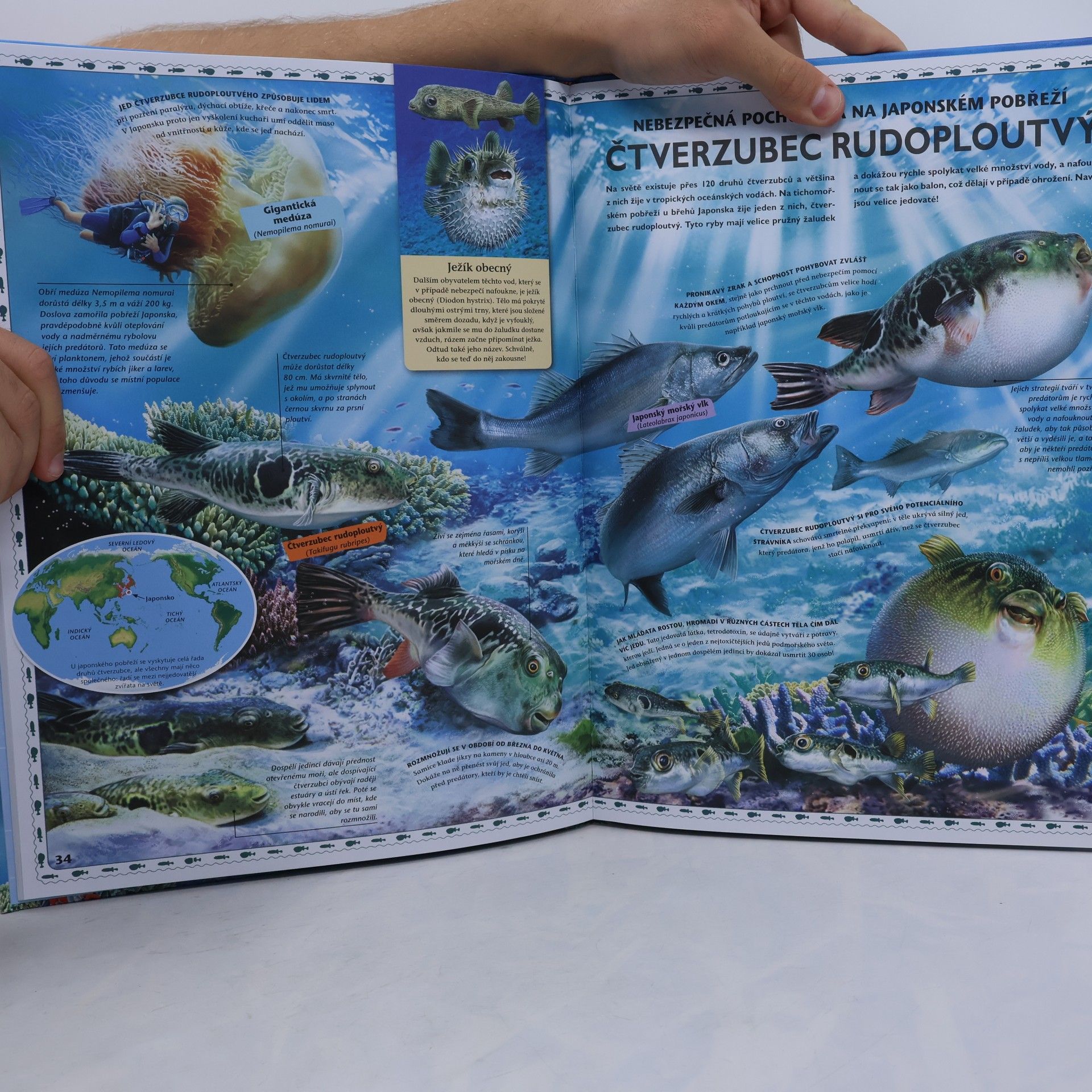 Lidia di Blasi Velký atlas oceánů : objevuj mořský svět