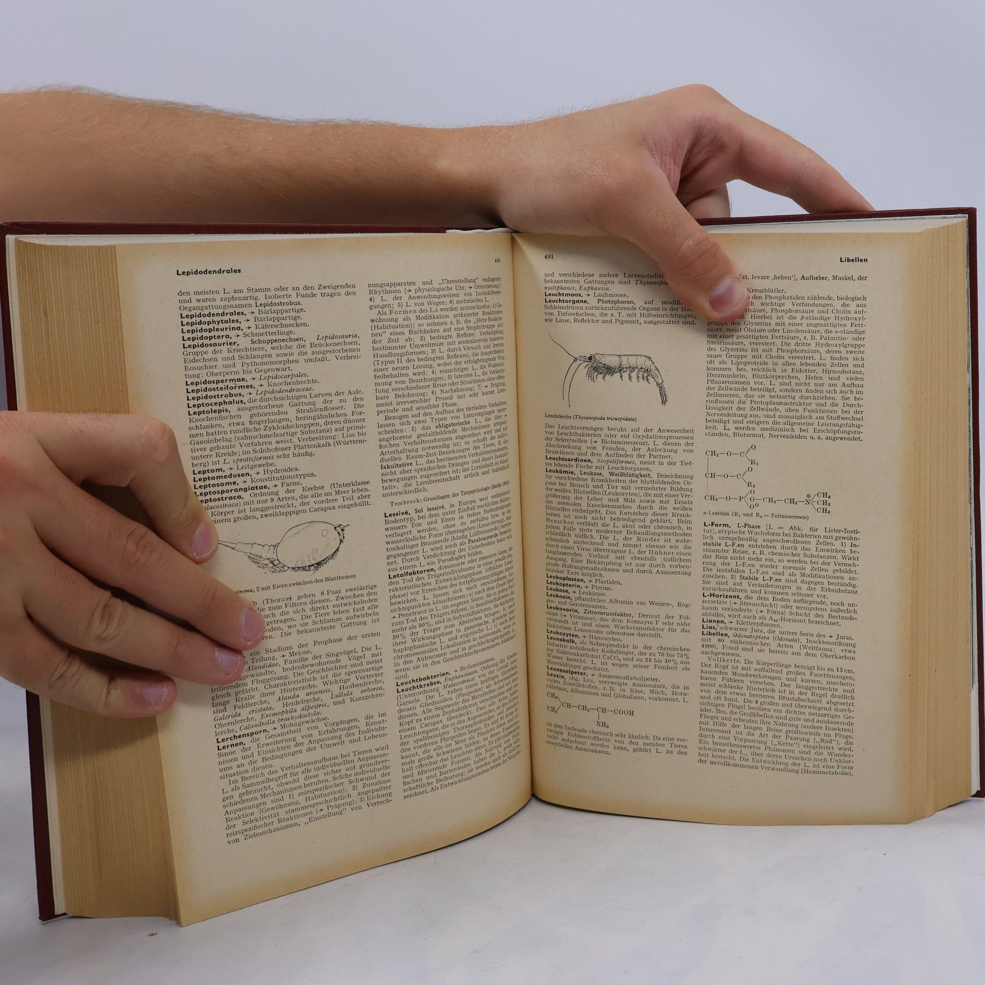 Autorenkollektiv Brockhaus ABC Biologie