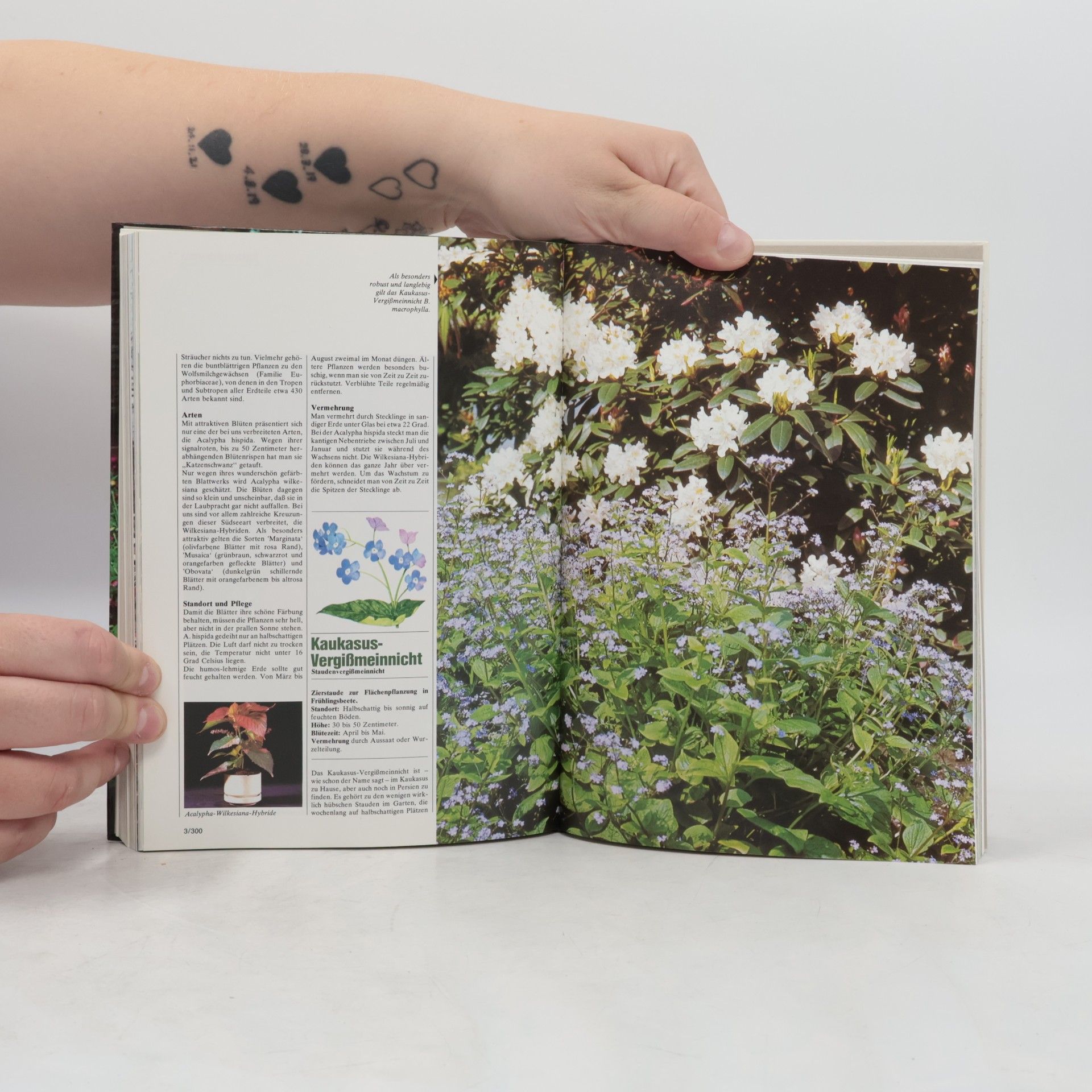 Collectif d'auteurs Blumen & Garten 3