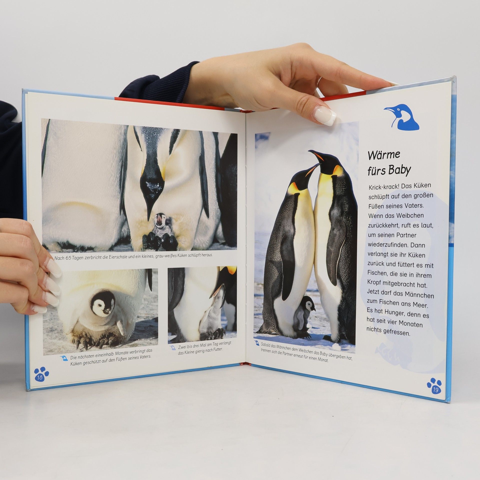 Anne Brauner Meine große Tierbibliothek: Der Pinguin