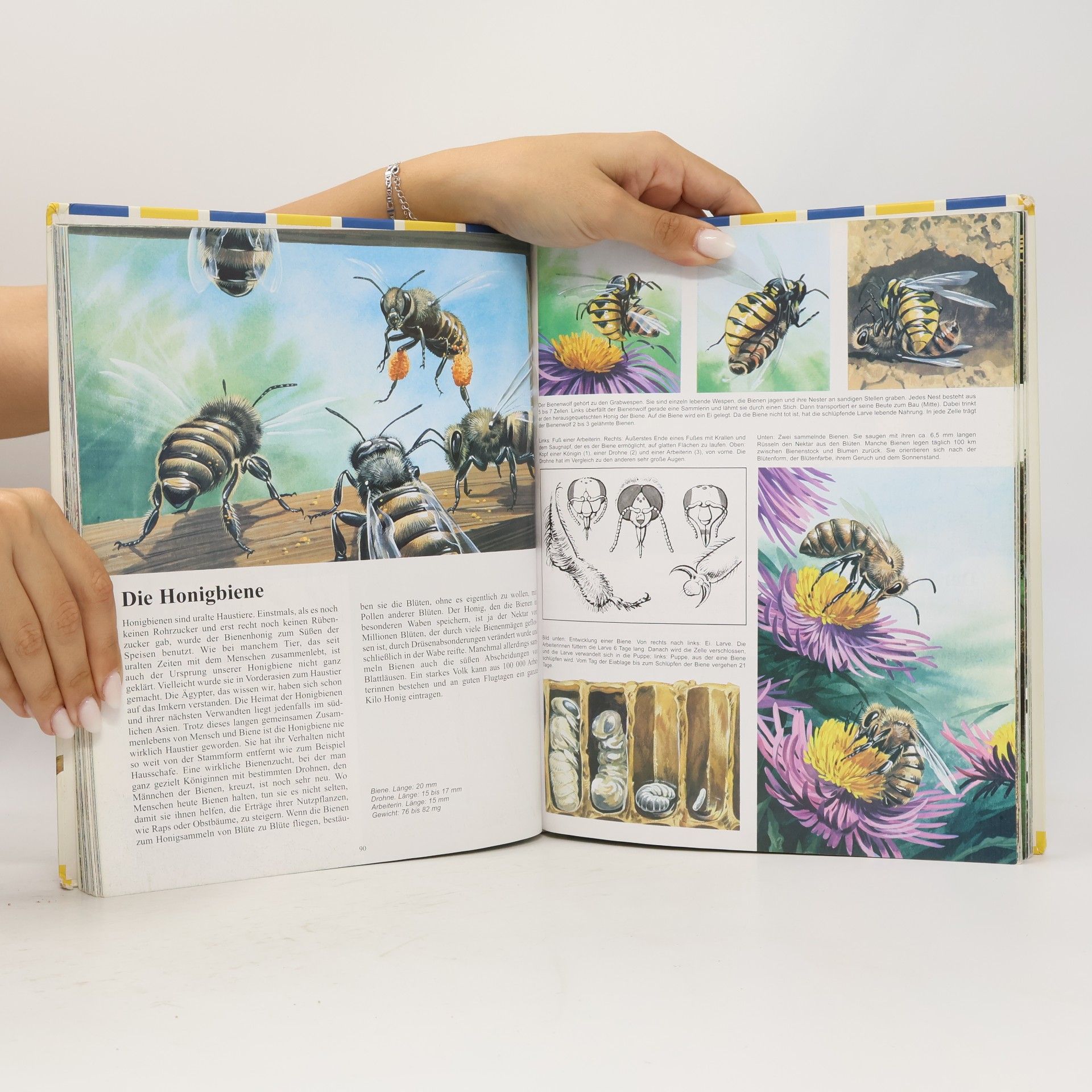 Michel Cuisin Mein großer Tieratlas von A - Z