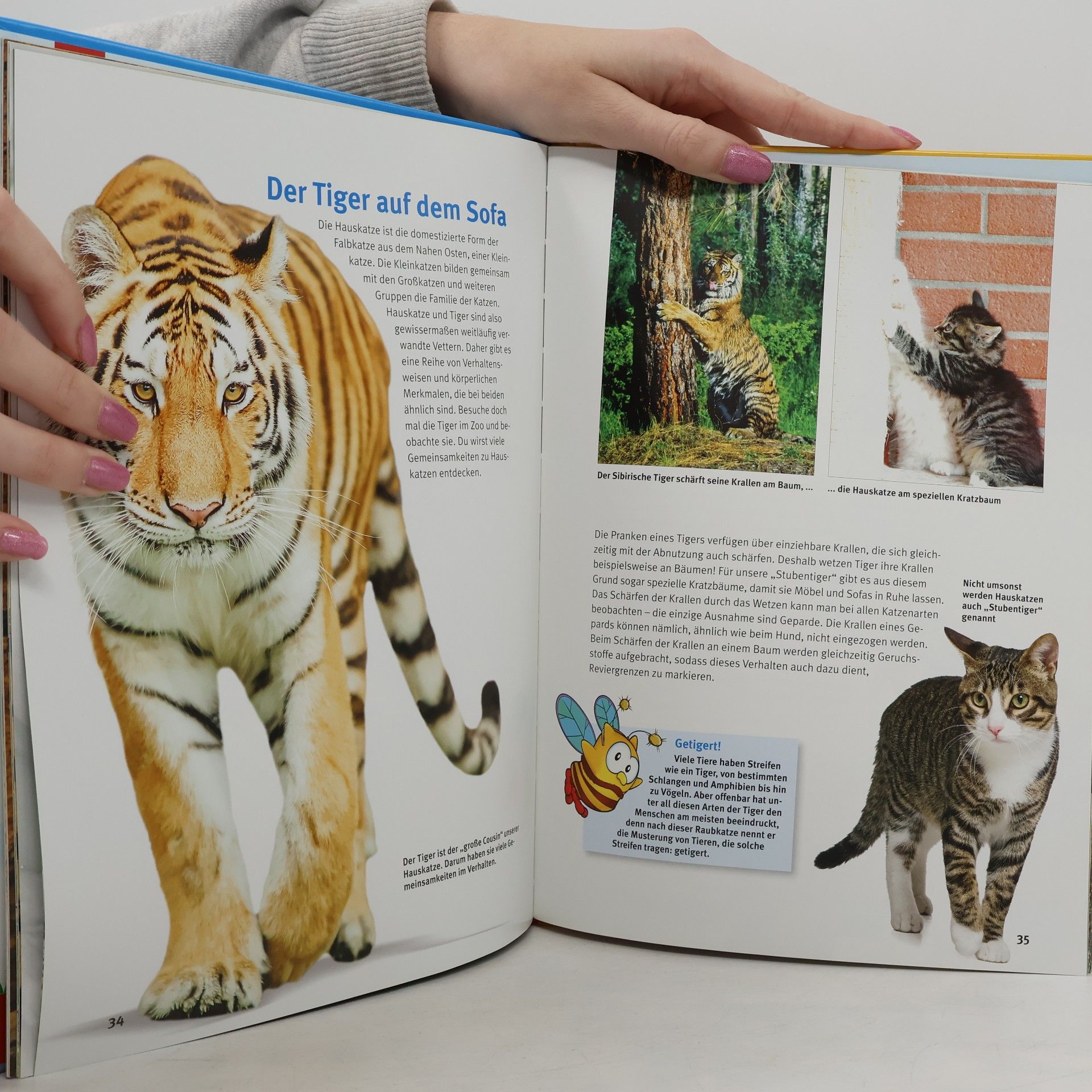 Thomas Wilms Entdecke - Die Reihe mit der Eule - 34: Entdecke die Tiger