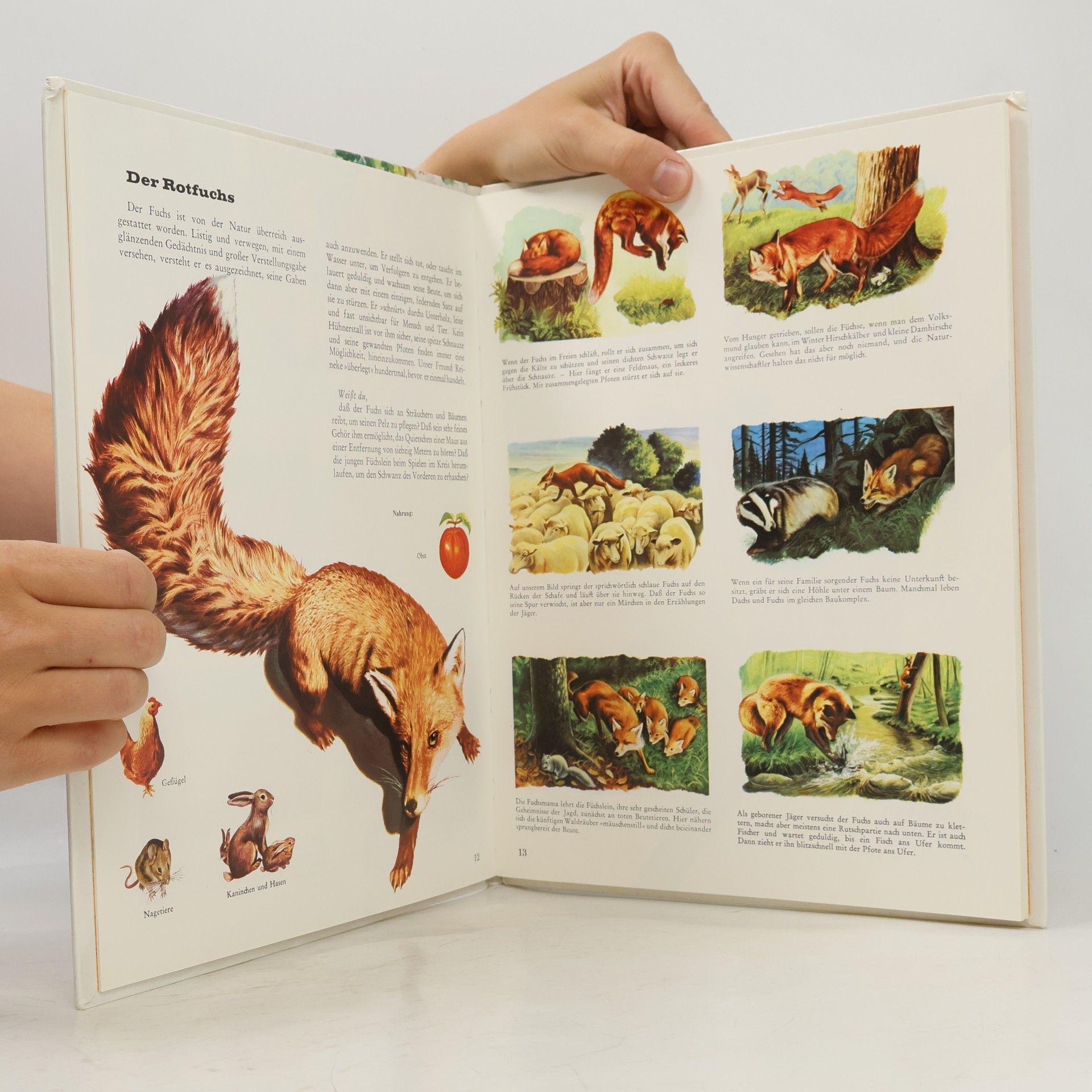 Rinaldo D. D'Ami Tiere in Wald und Flur