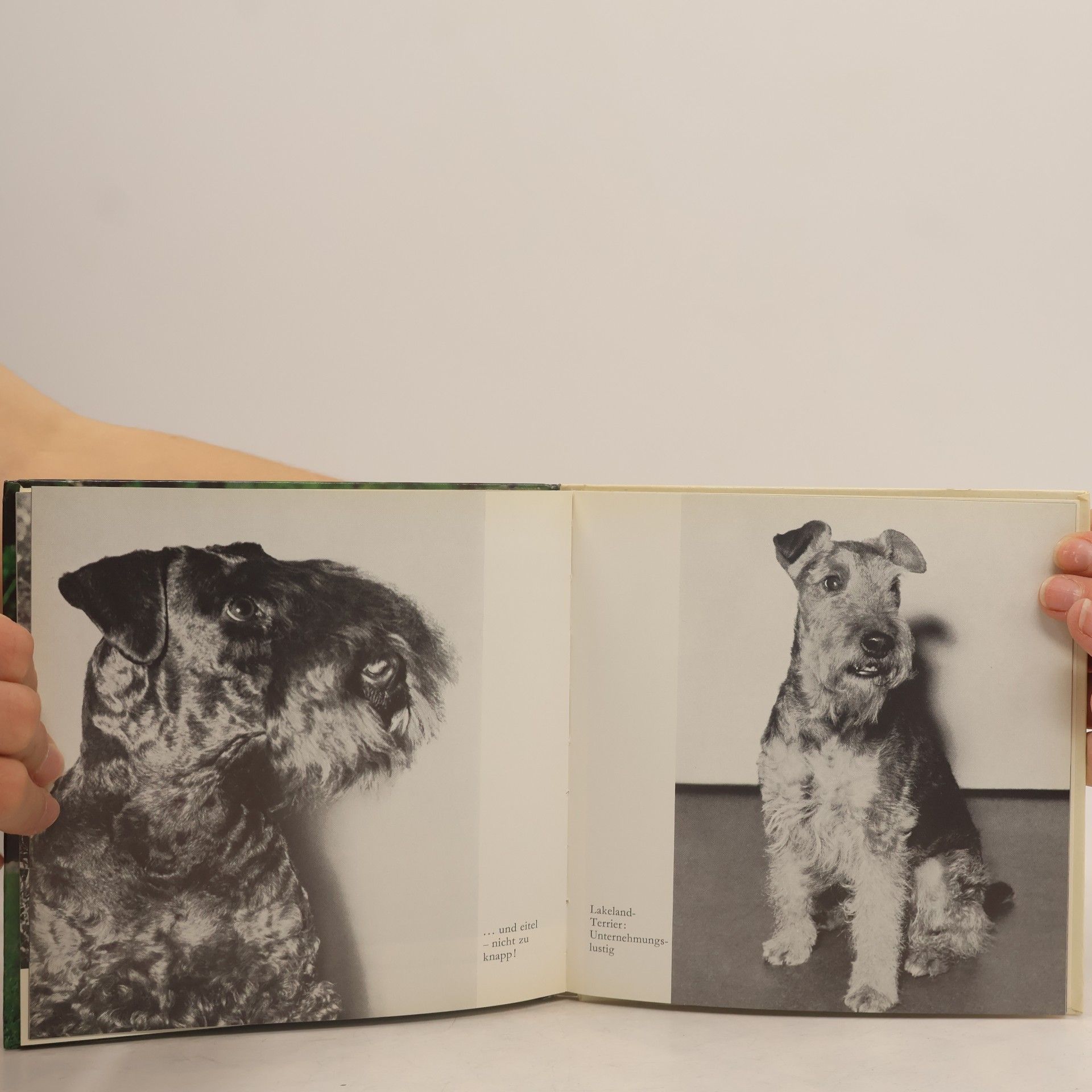 Kate Knaur Terrier-Porträts