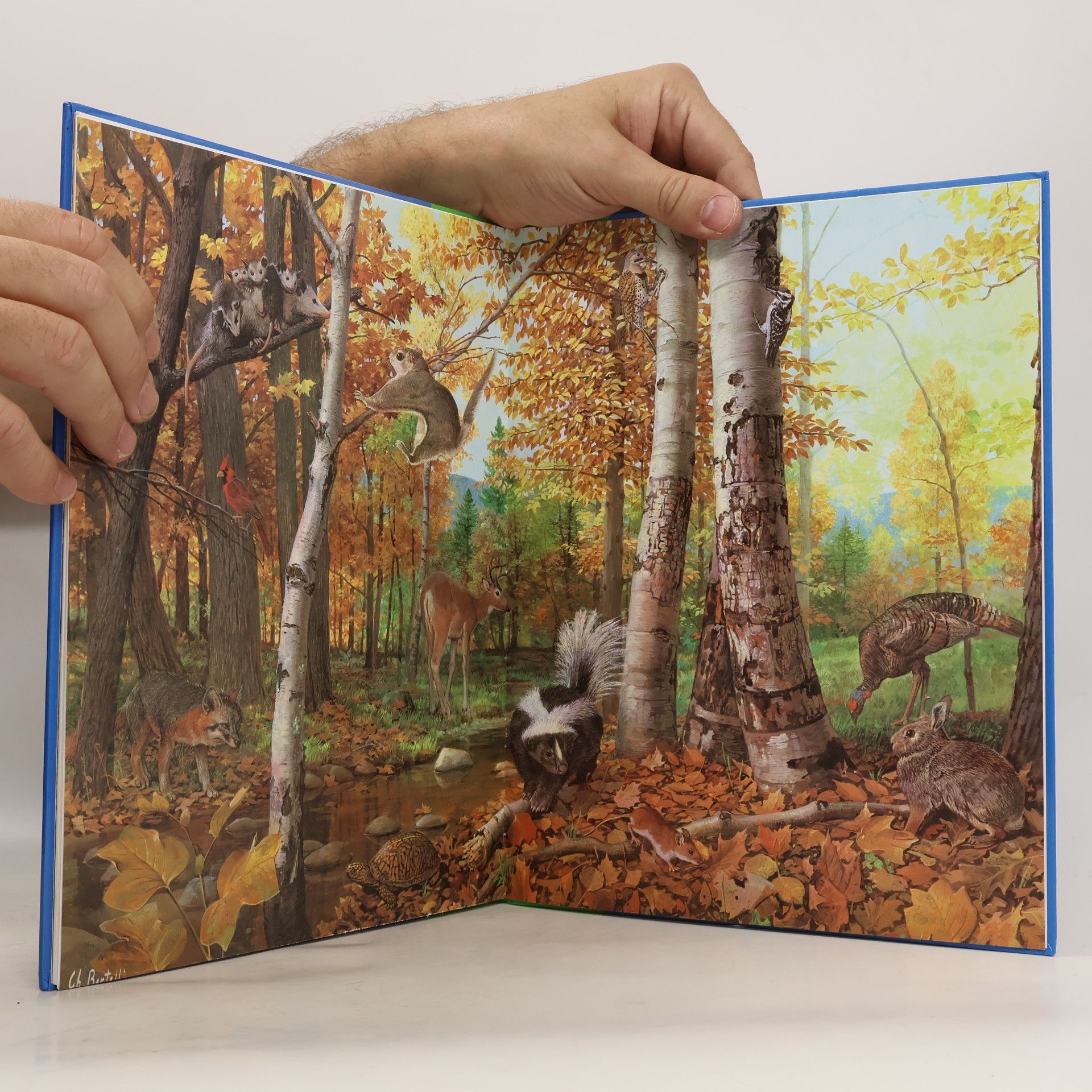 Autorenkollektiv Tiere und ihre Kinder in Wald und Flur