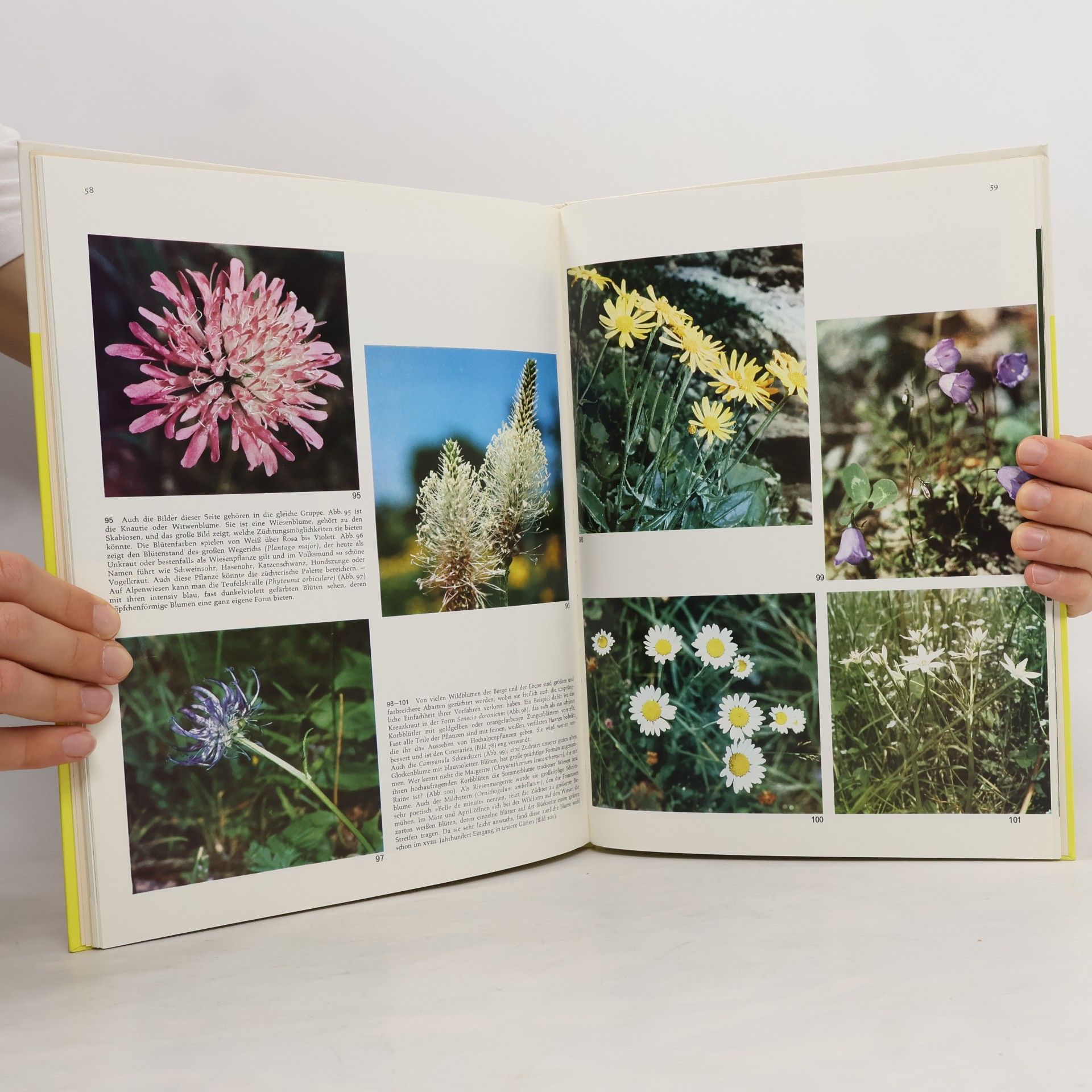 Claudia Binelli BLUMEN