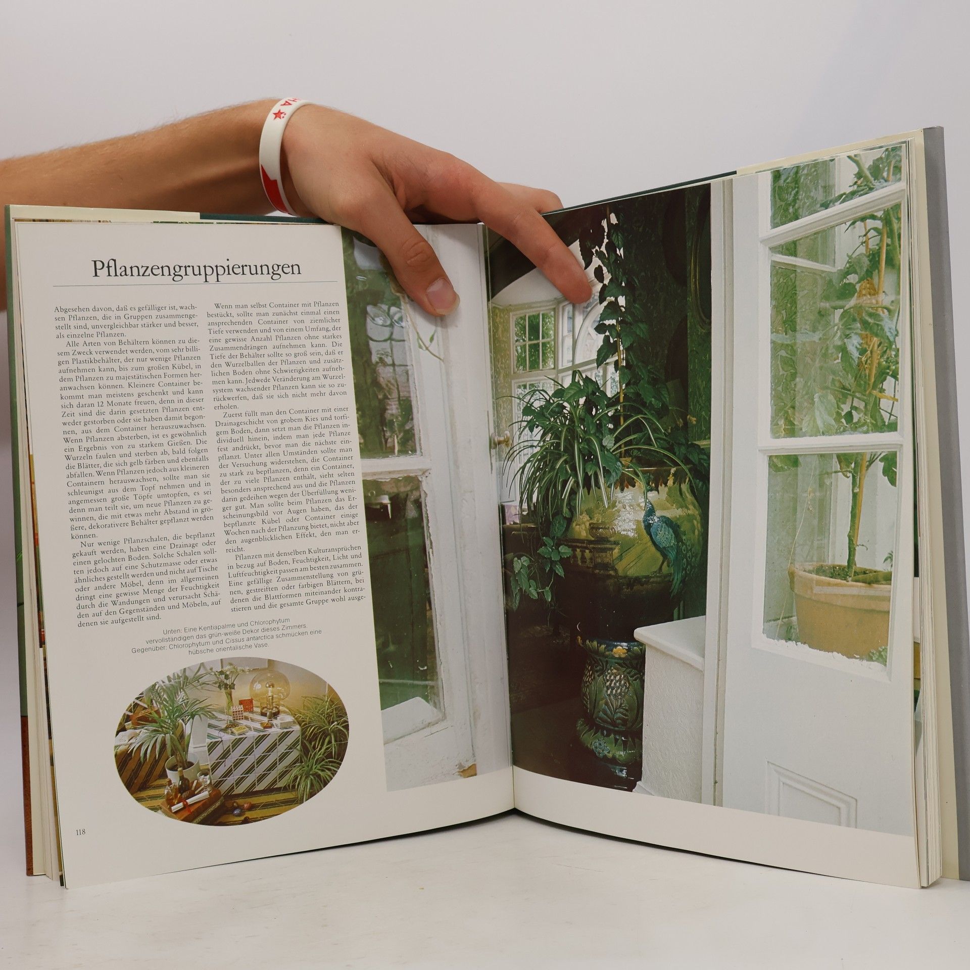 kolektiv Das große Zimmerpflanzenbuch