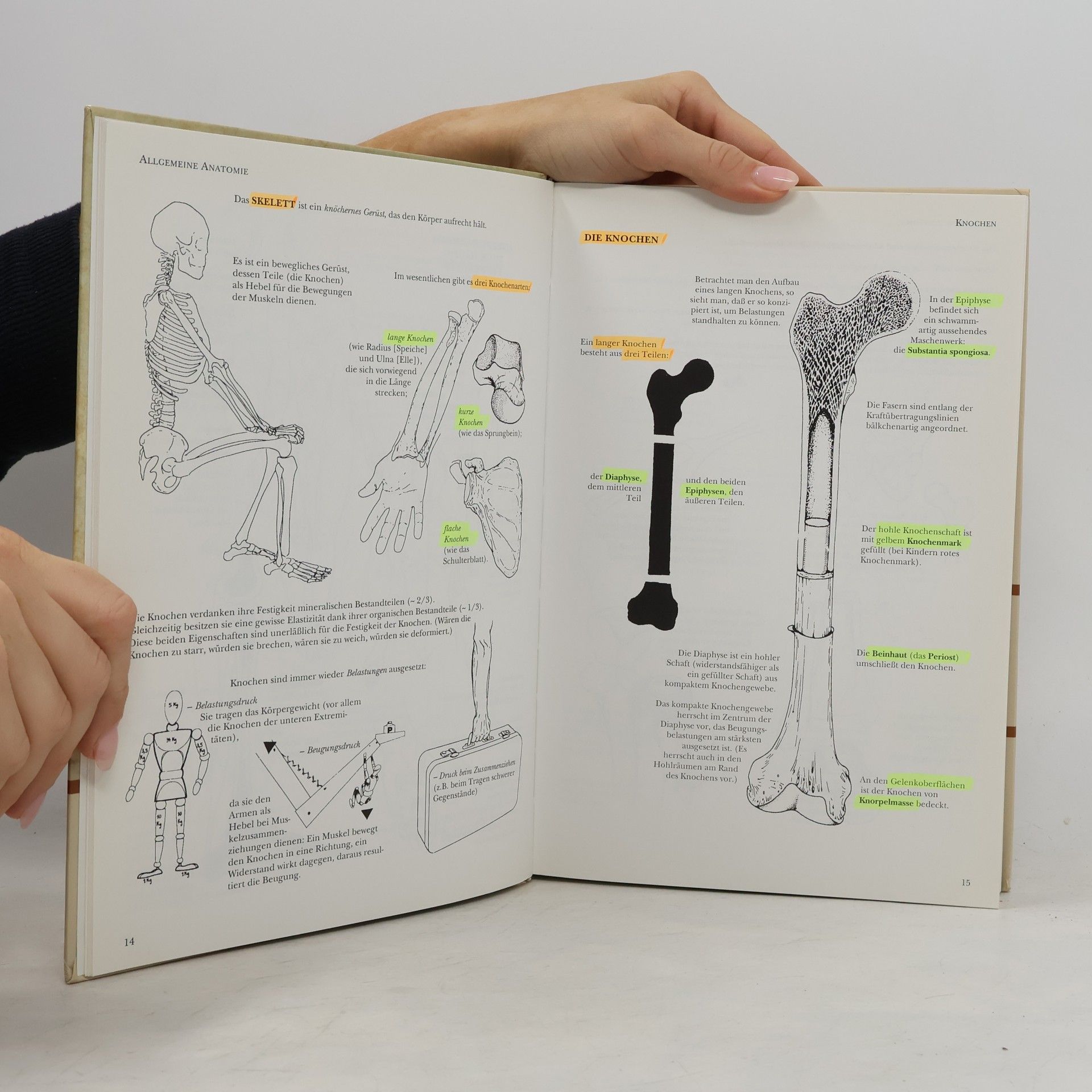 Blandine Calais-Germain Anatomie der Bewegung
