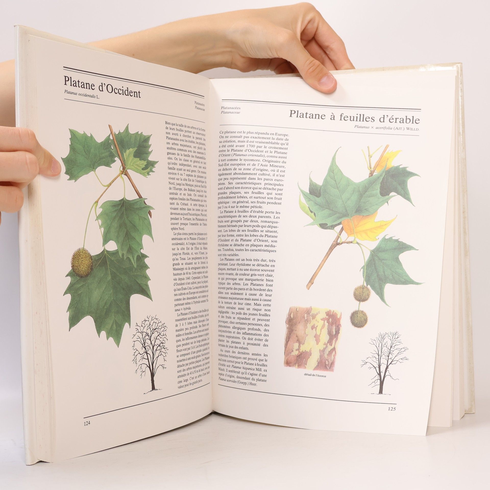 Václav Větvička Arbres et arbustes