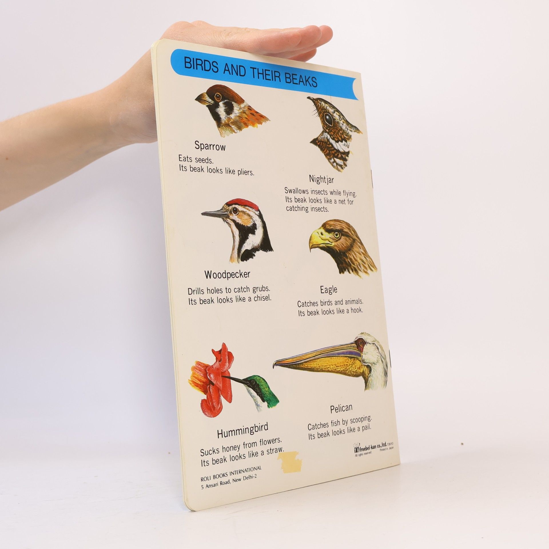 Collectif d'auteurs Birds