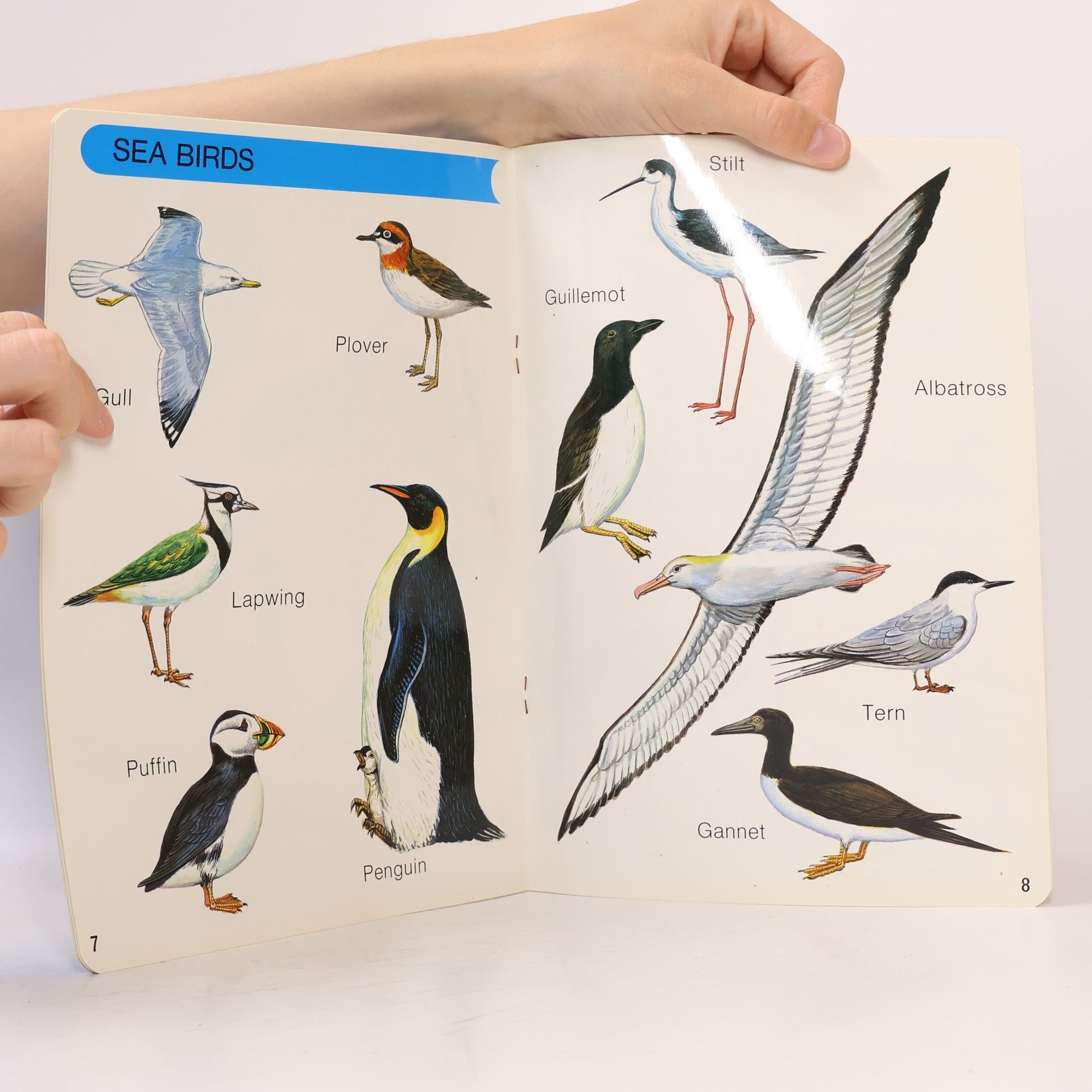 Collectif d'auteurs Birds