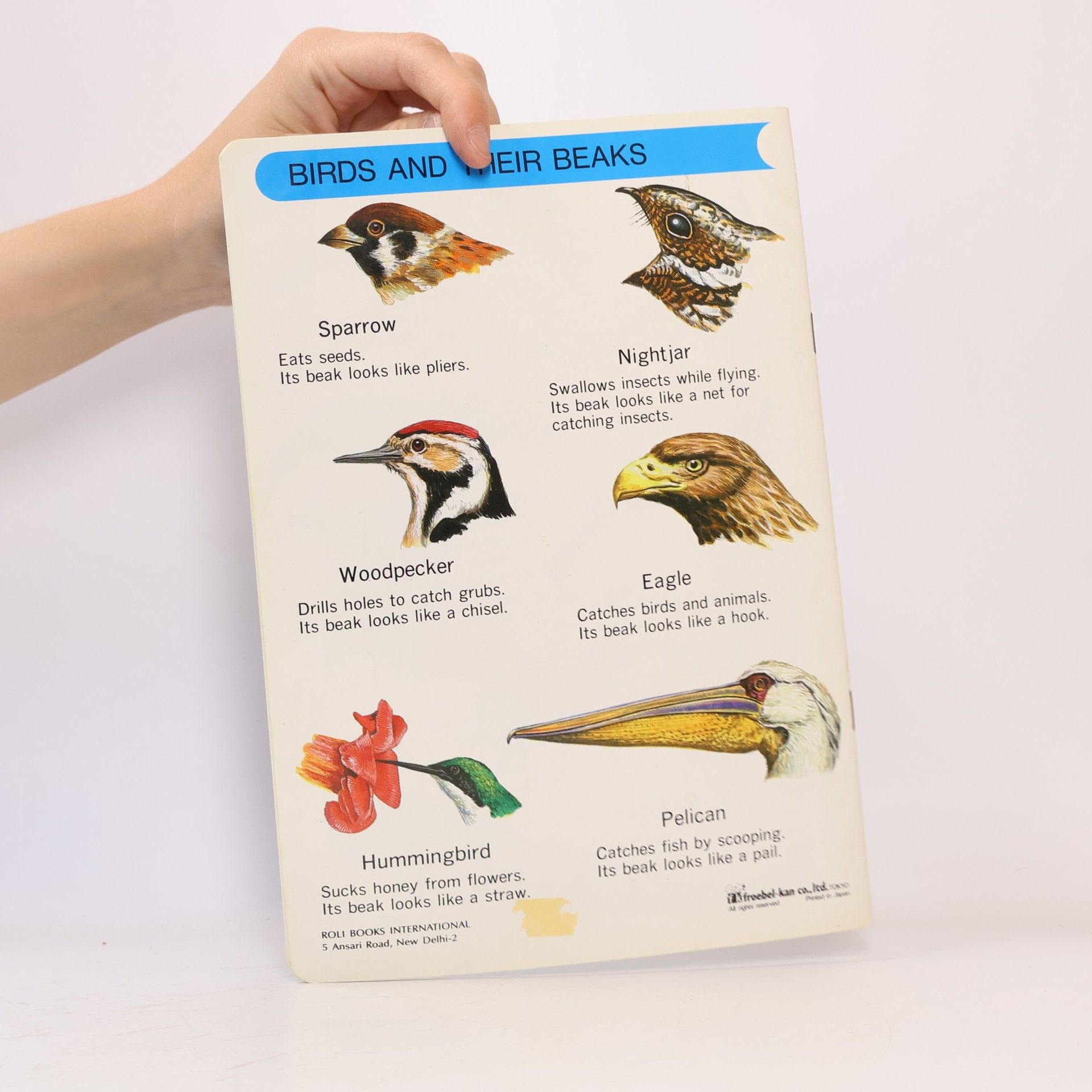 Collectif d'auteurs Birds