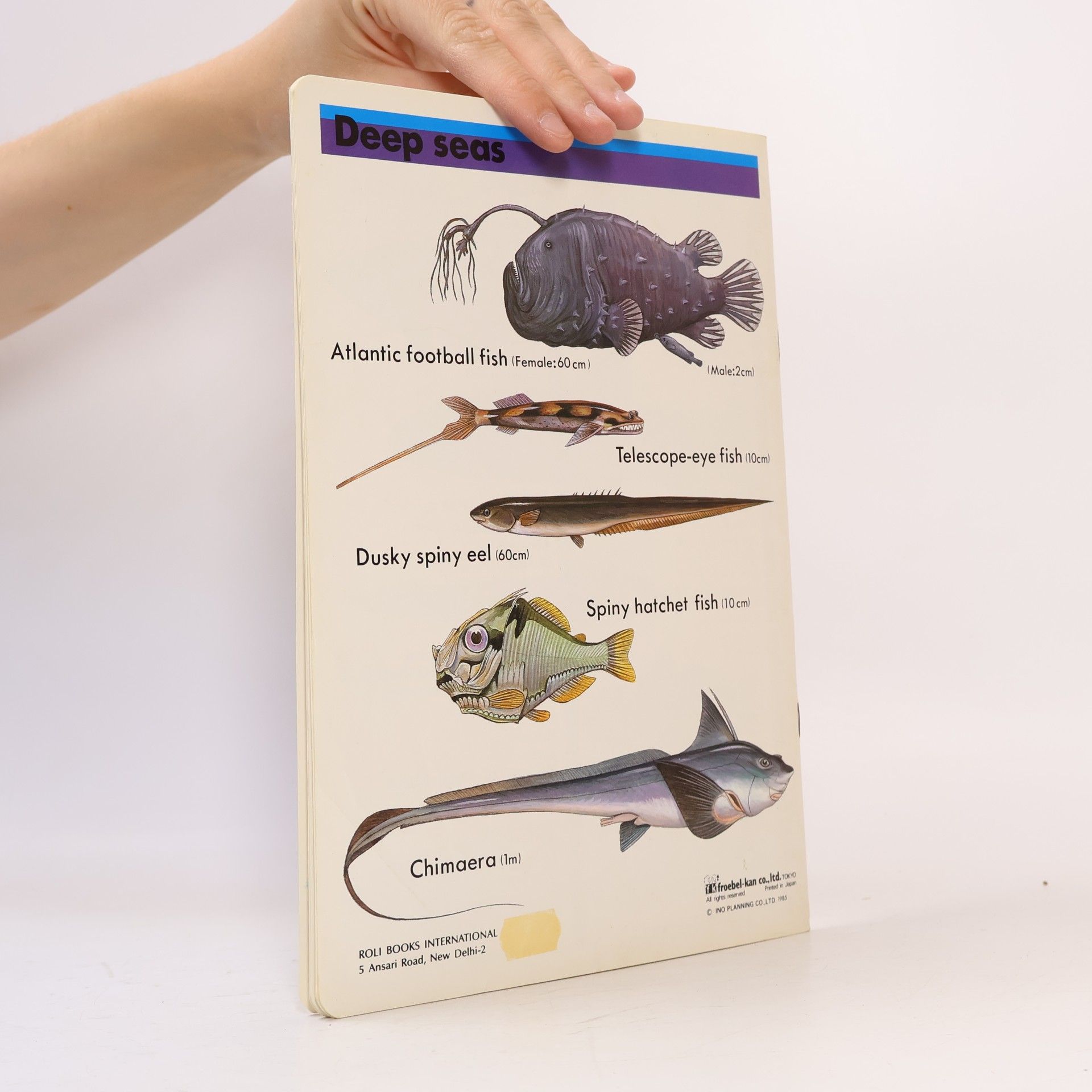 Collectif d'auteurs Fish
