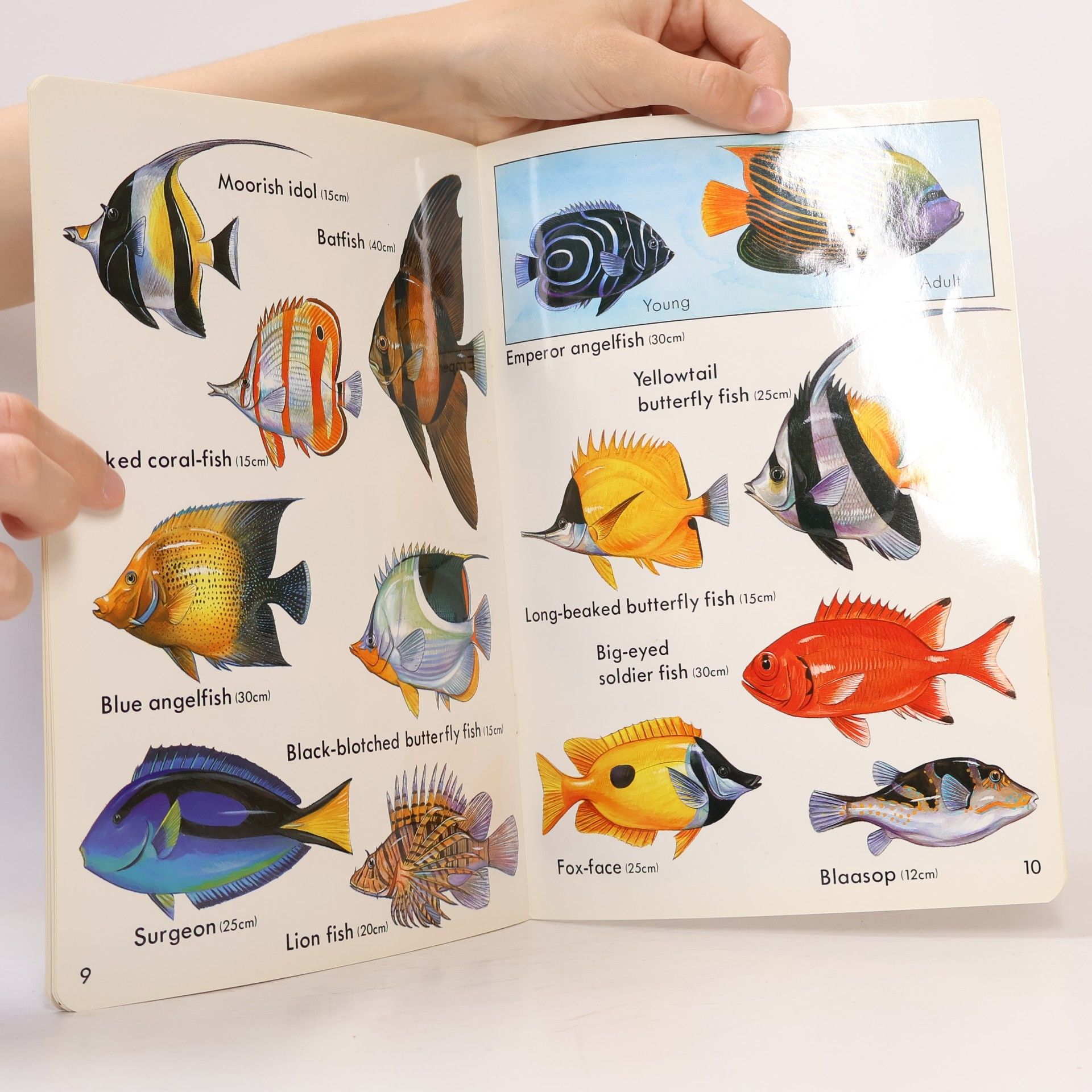 Collectif d'auteurs Fish