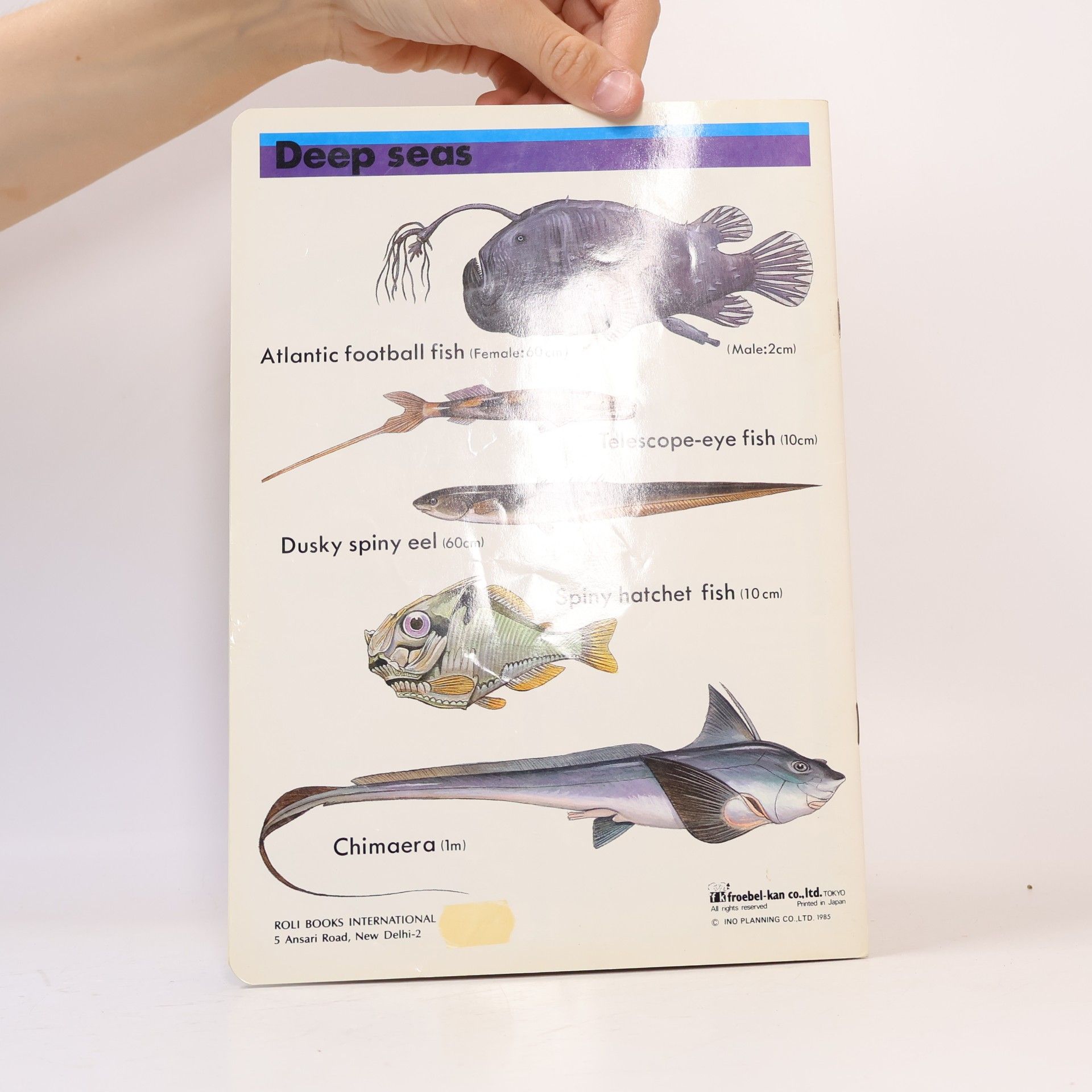 Collectif d'auteurs Fish