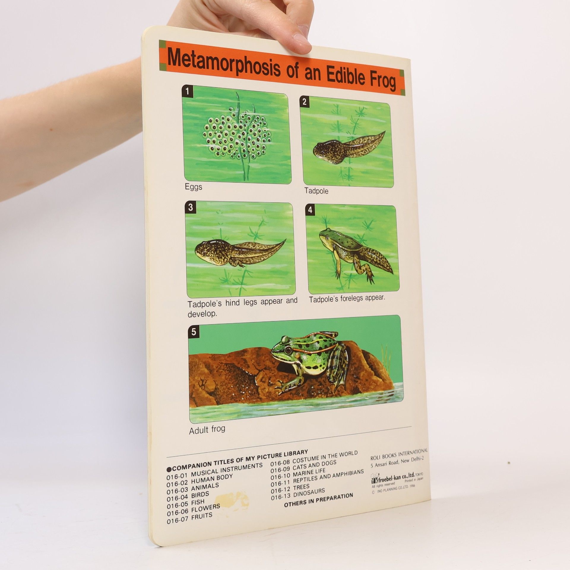 Collectif d'auteurs Reptiles and Amphibians