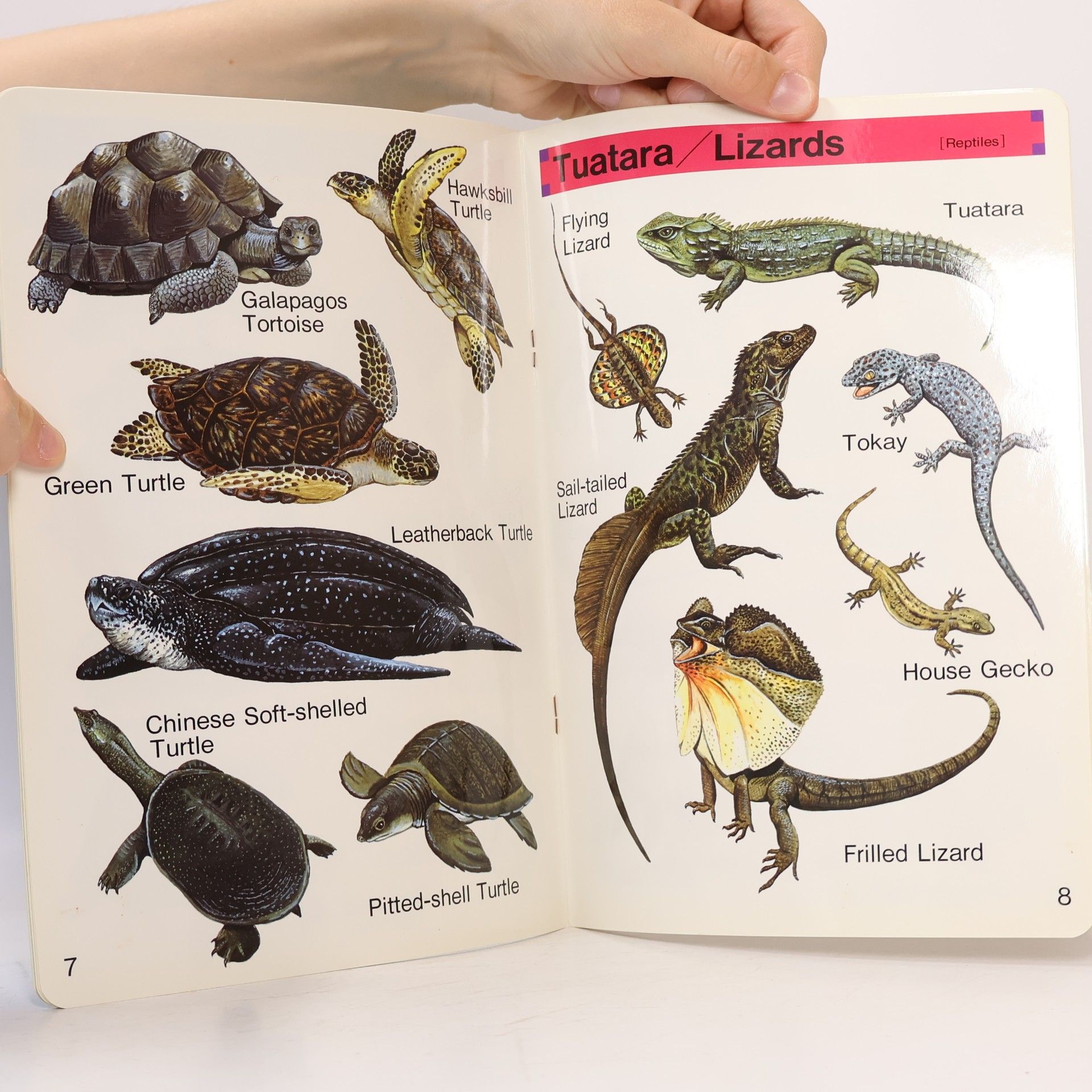 Collectif d'auteurs Reptiles and Amphibians