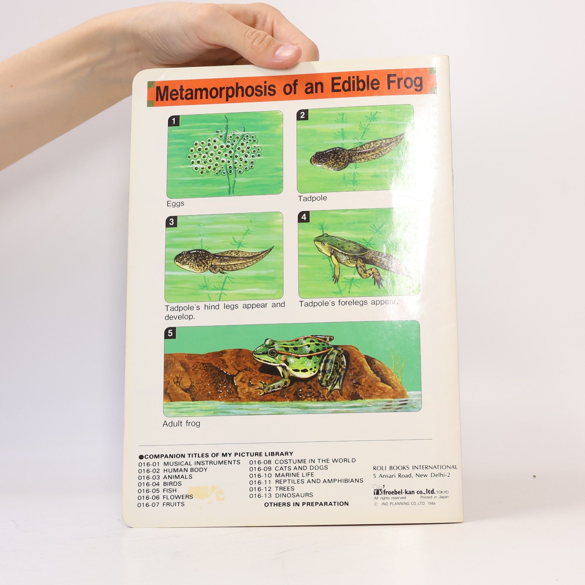 Collectif d'auteurs Reptiles and Amphibians