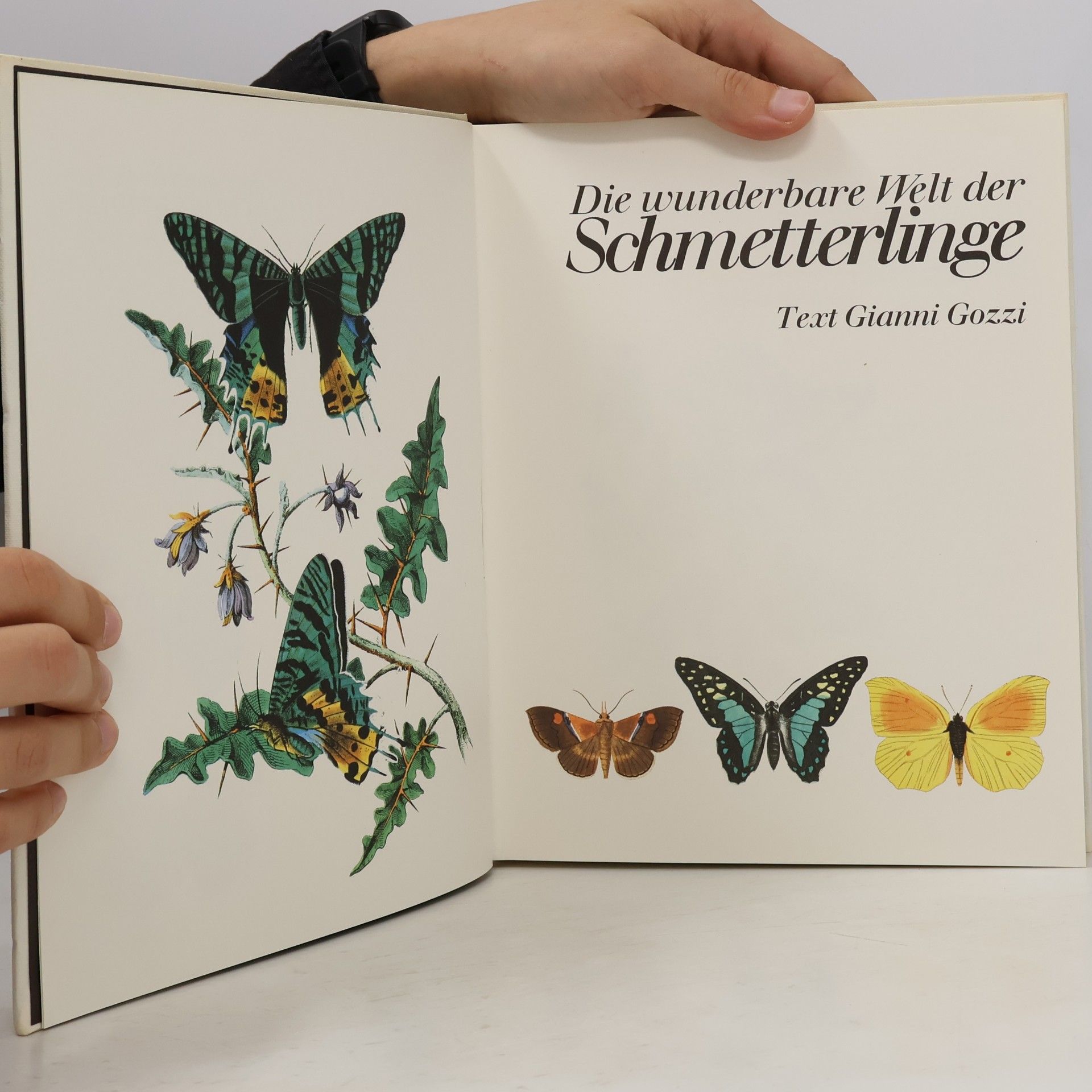 Peter Aschner Die wunderbare Welt der Schmetterlinge
